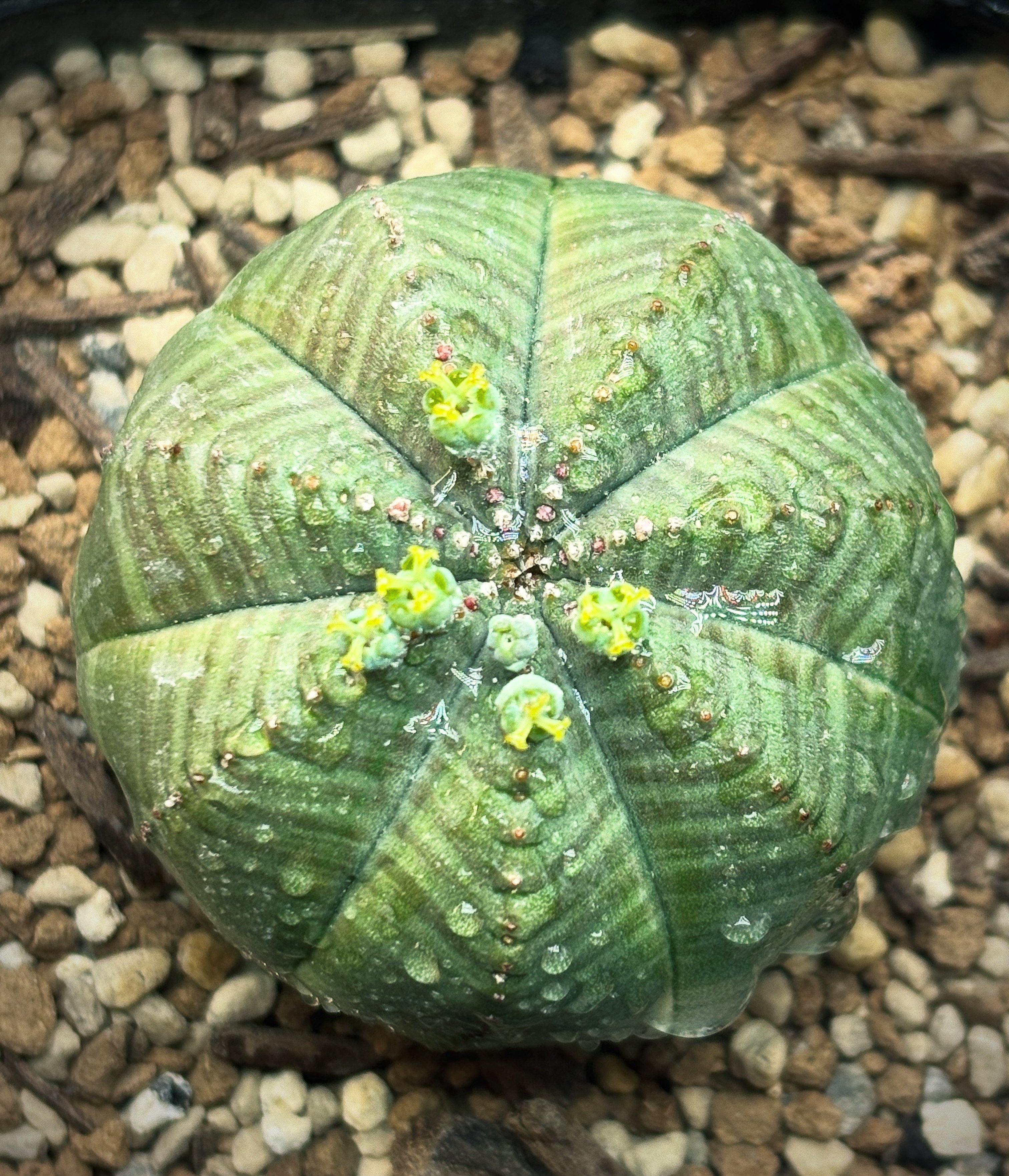 記録]オベサ⑧の成長記録（7稜Libaran株）｜園芸バタフライ