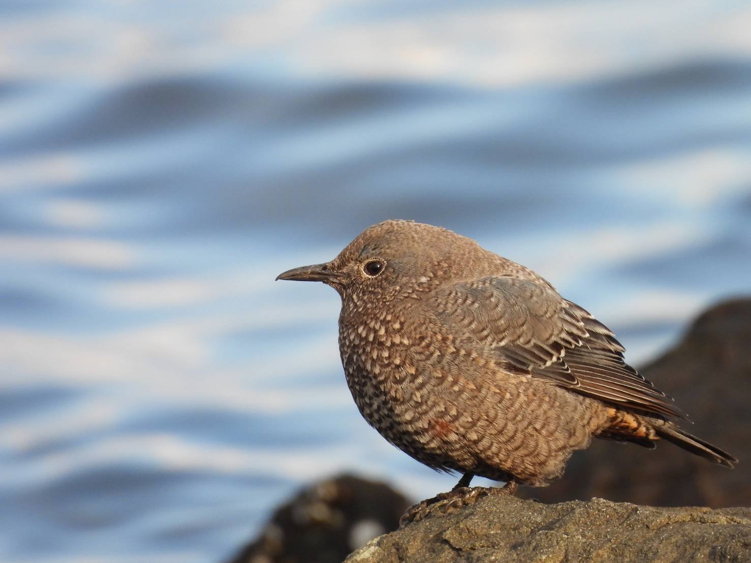 散歩で出会った鳥さんたち｜saku