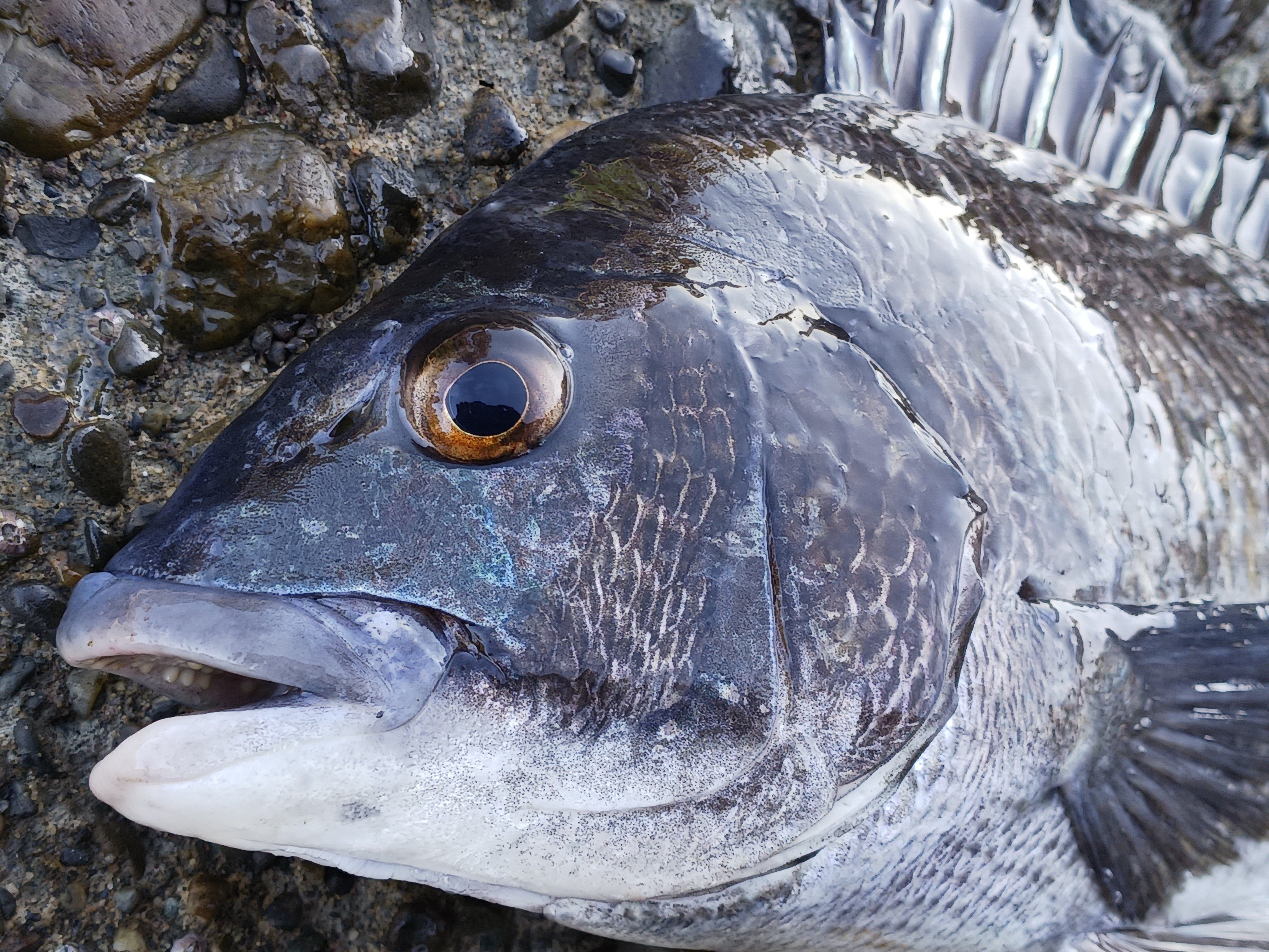 今日もクロダイのヘチ釣り！極寒の中良型がHIT!｜マチツリ