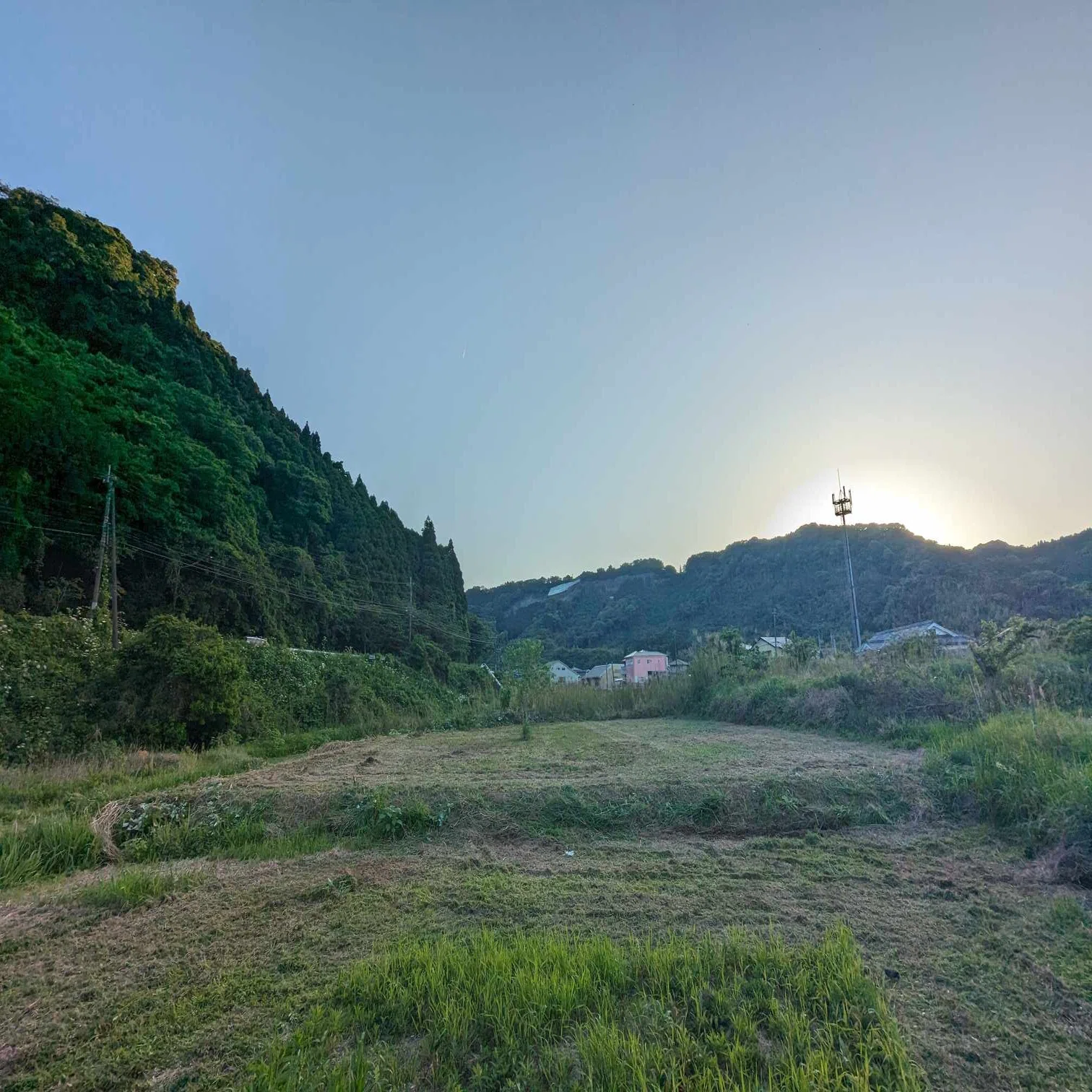 耕作放棄地をピーカンナッツで再生 2024年5月｜薩摩ピーカンファーム