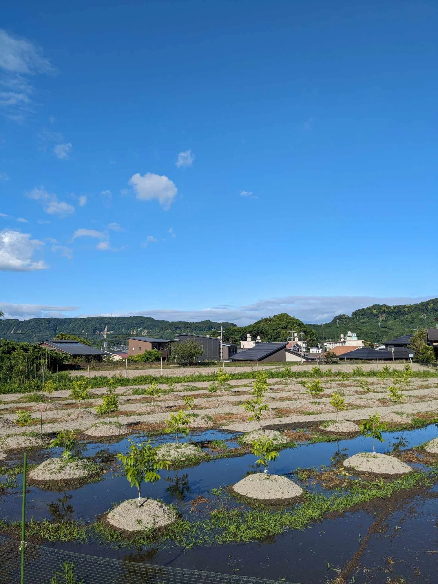 耕作放棄地をピーカンナッツで再生 2024年5月｜薩摩ピーカンファーム
