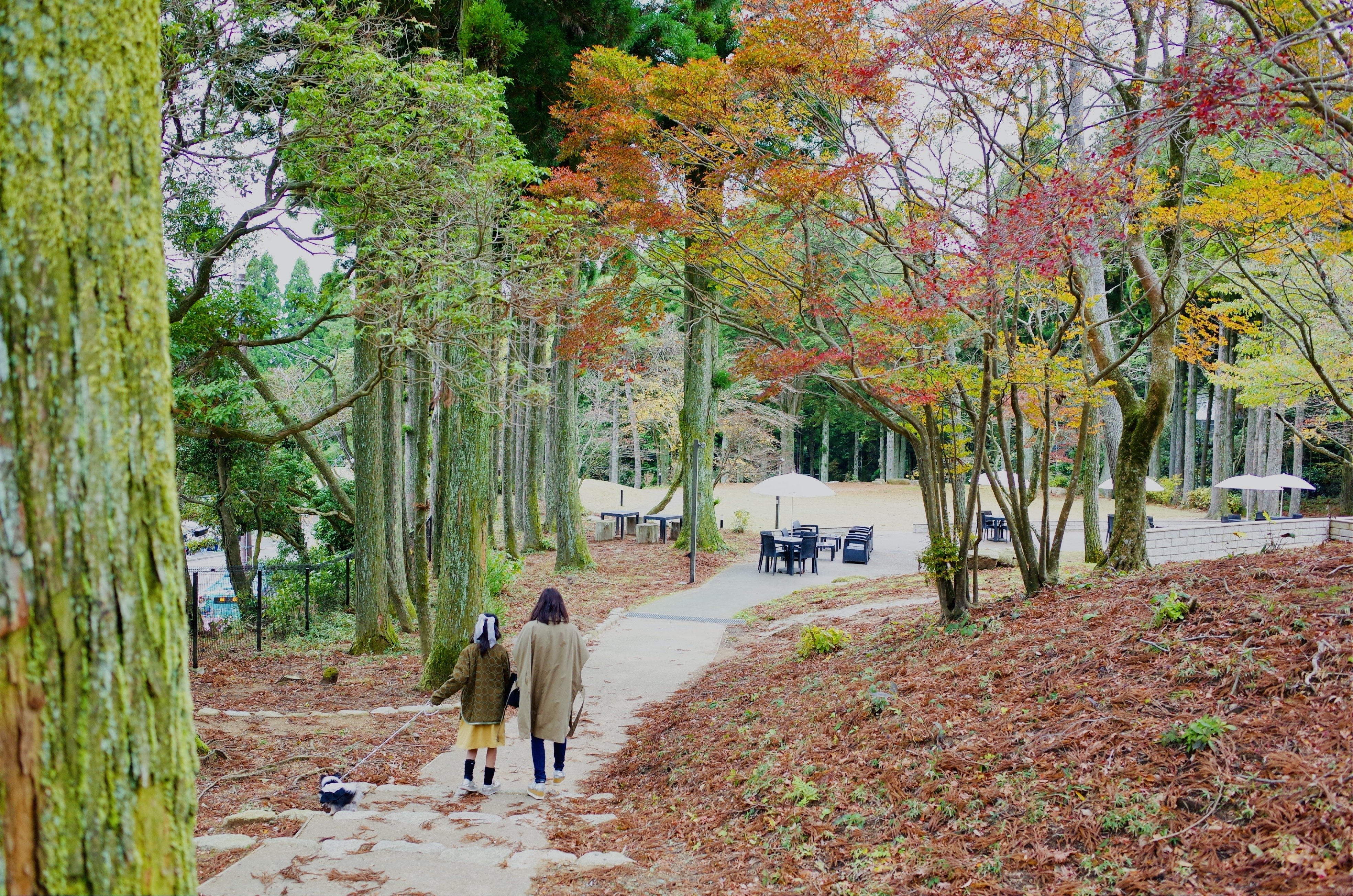 邦画・日本映画 S 映画チラシサイト：3月のライオン