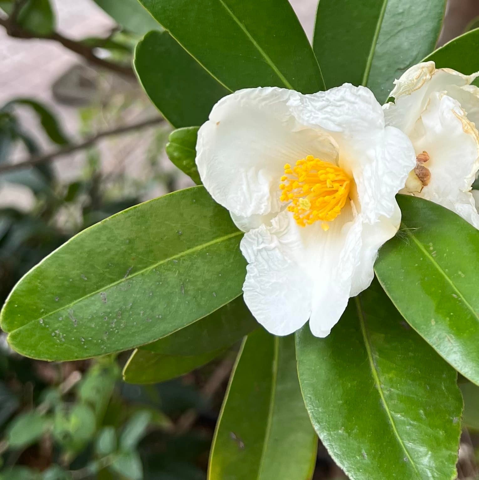 タイワンツバキ #道端植物図鑑｜新井裕之（StudioA）