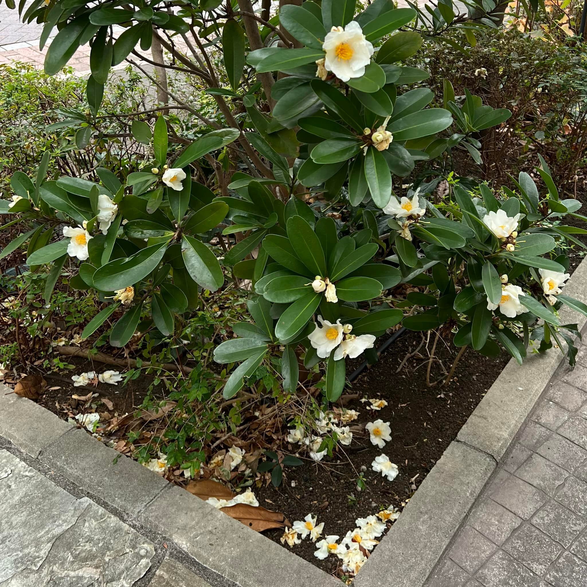 椿！ タイワンツバキ #道端植物図鑑｜新井裕之（StudioA）