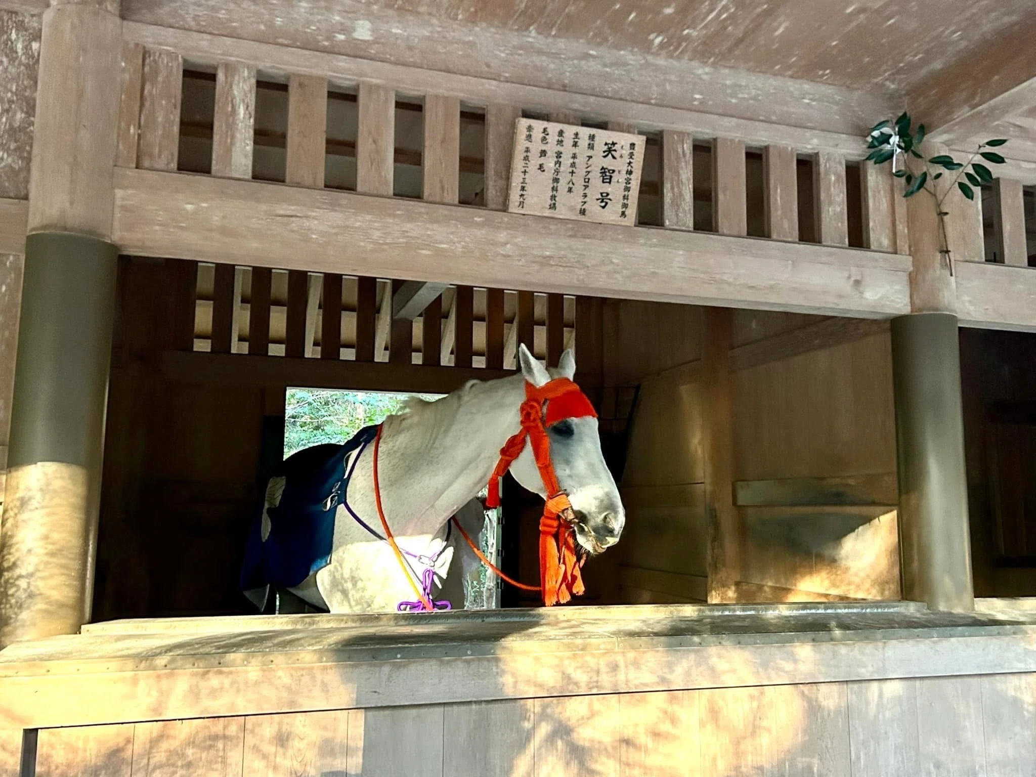 正宮へのお参り「神馬牽参」｜伊勢とこわかや