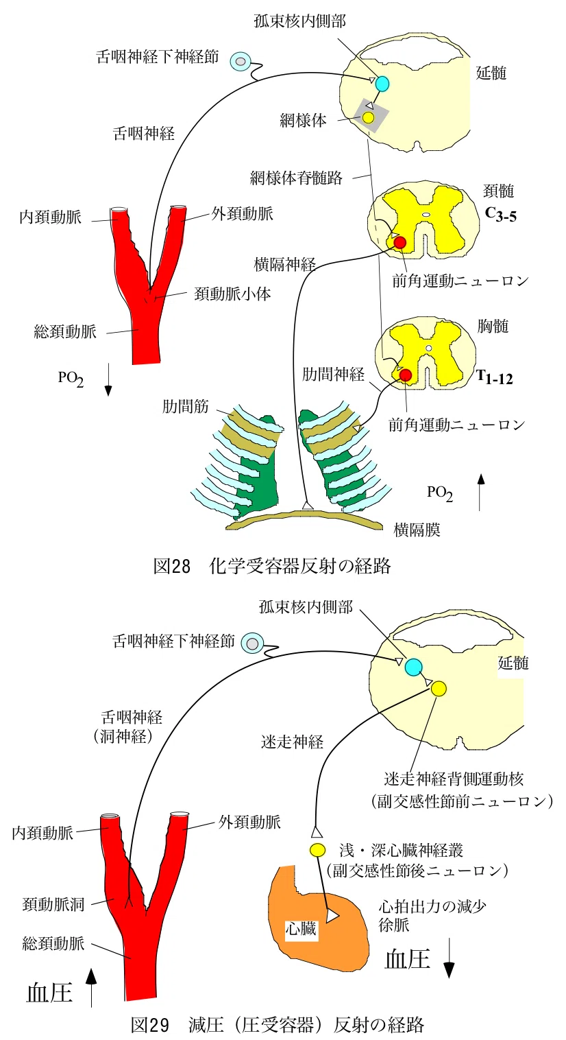 しゃっくりを止めるテクニック②｜猪田浩隆 (医師)