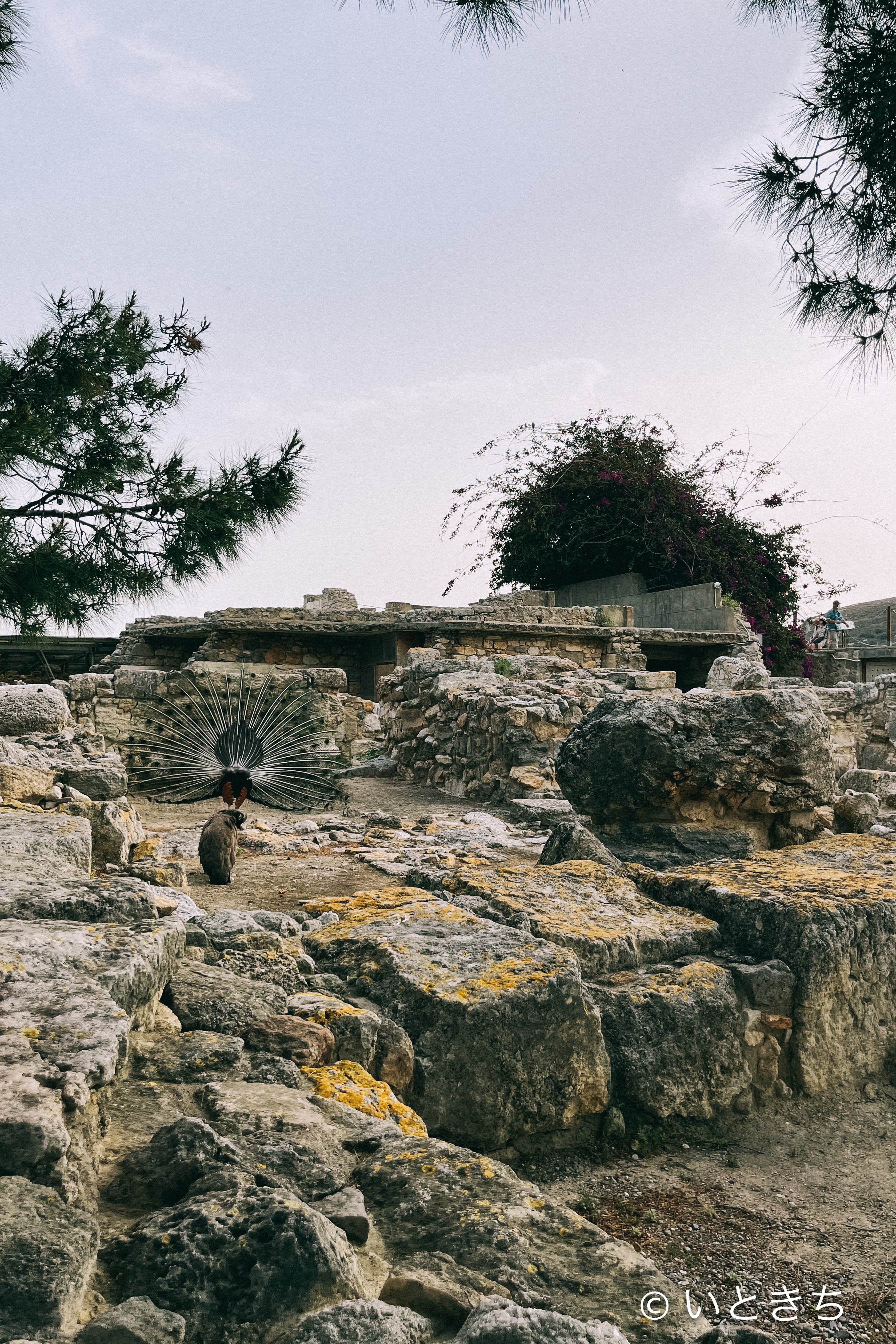 クノッソス宮殿という迷宮に迷い込む｜いときち