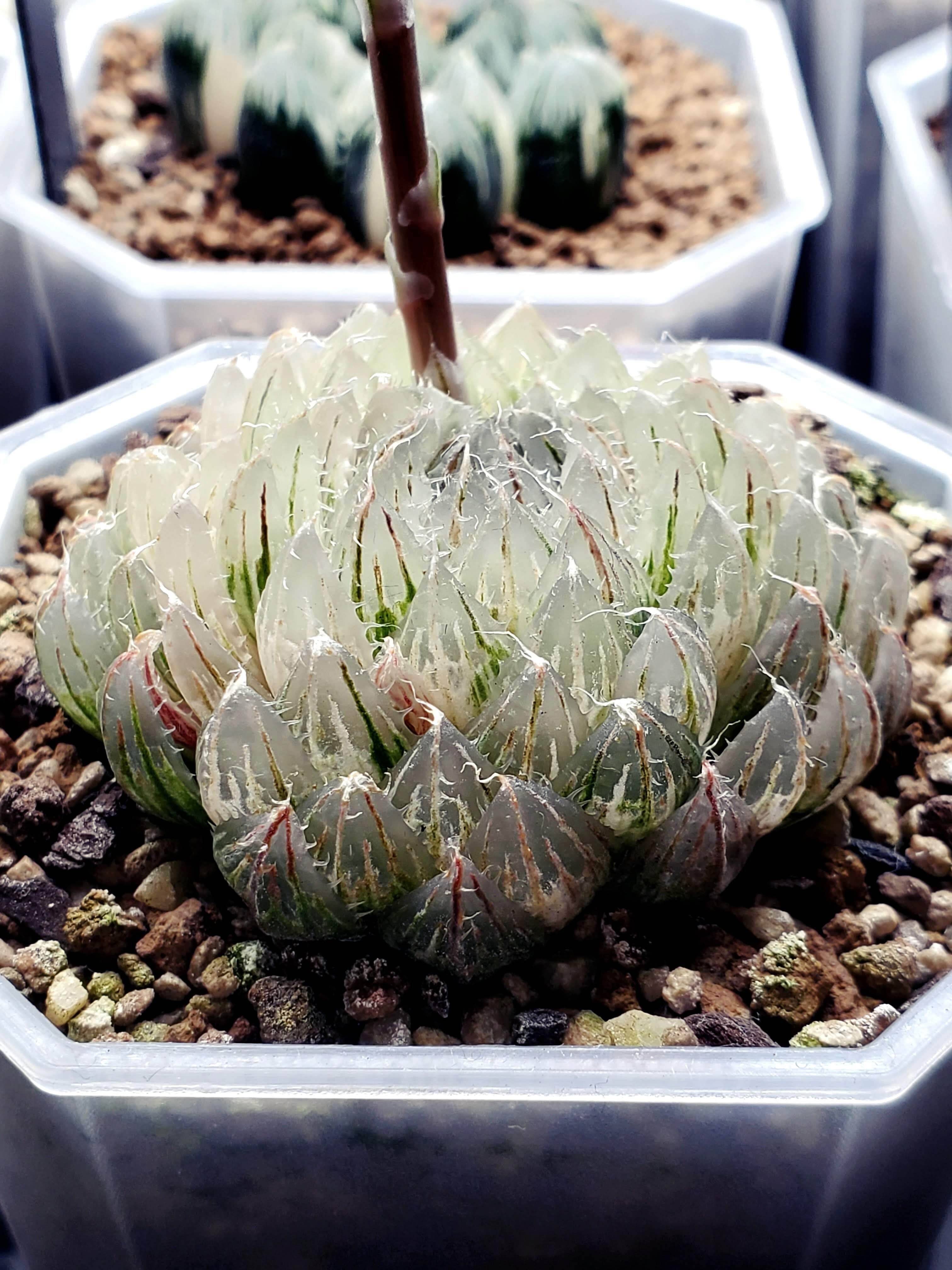 室内で始めるハオルチア 基本編｜BRLias（ばらりあす）