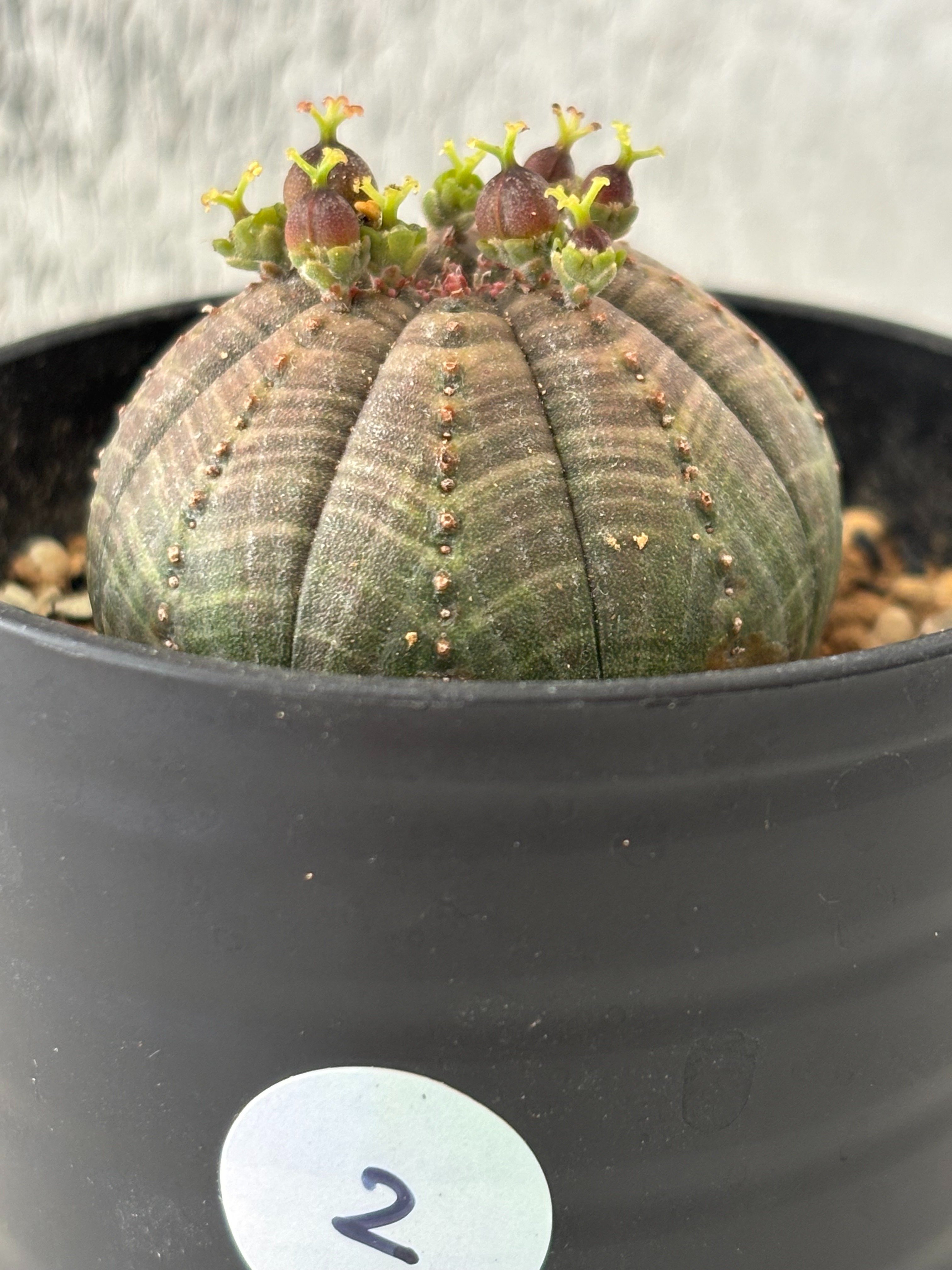 記録]オベサ②の成長記録｜園芸バタフライ