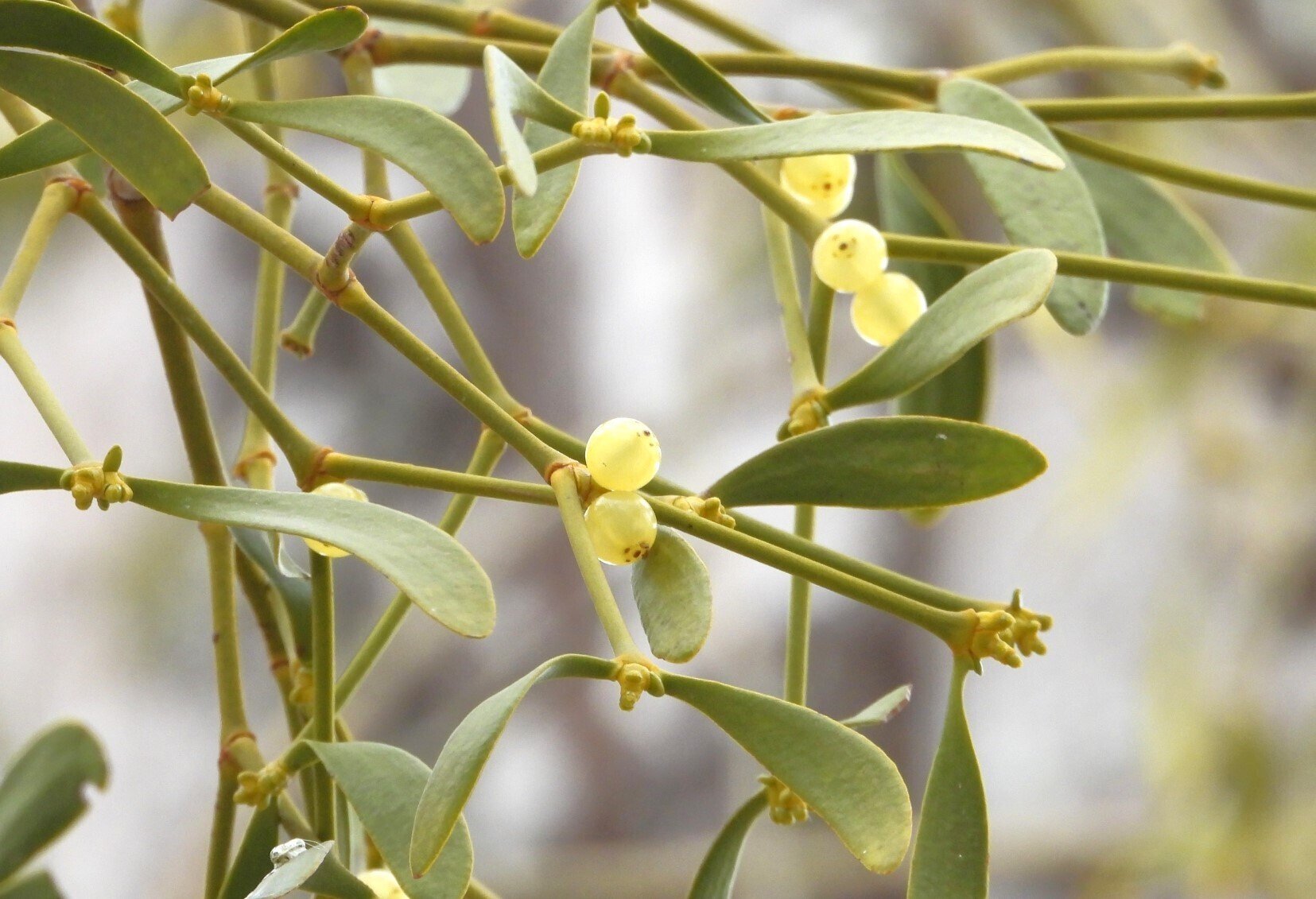 ヤドリギの伝説｜鈴木咲子/ Sakiko Suzuki