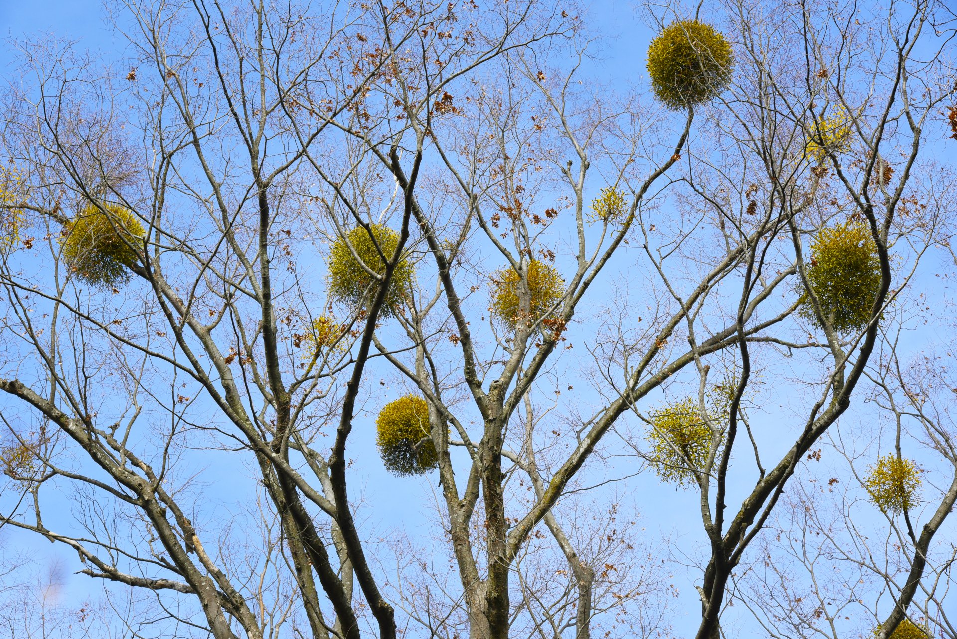 ヤドリギの伝説｜鈴木咲子/ Sakiko Suzuki