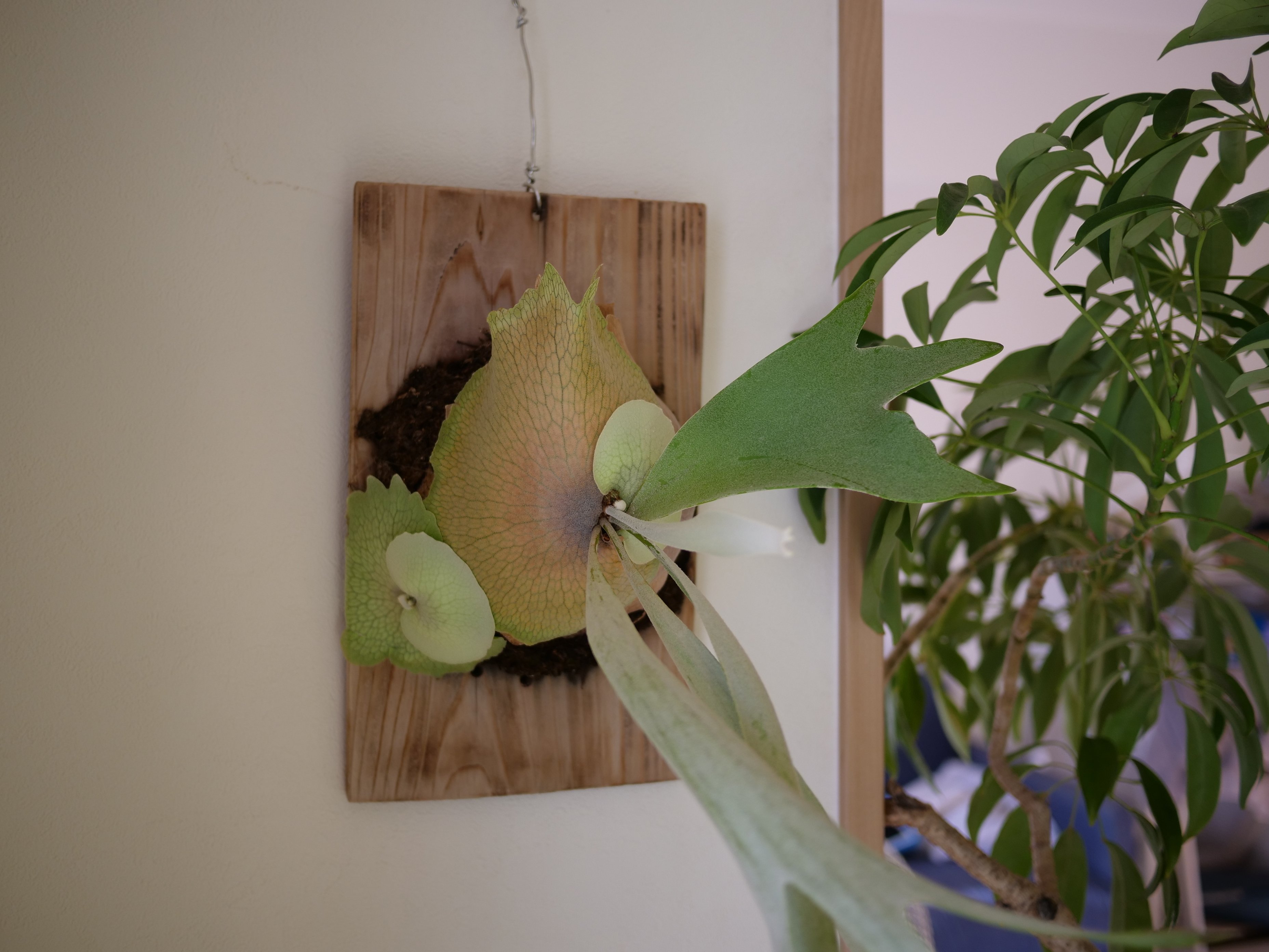 ビカクシダに生えた子株 | 冬の3週間でも結構伸びる｜ワタナベ