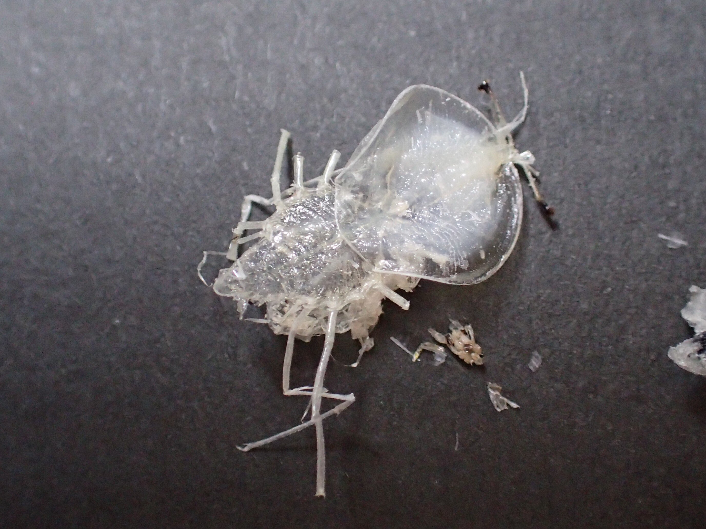 開催レポート】『チリメンモンスターをさがせ！』大人のサイエンス