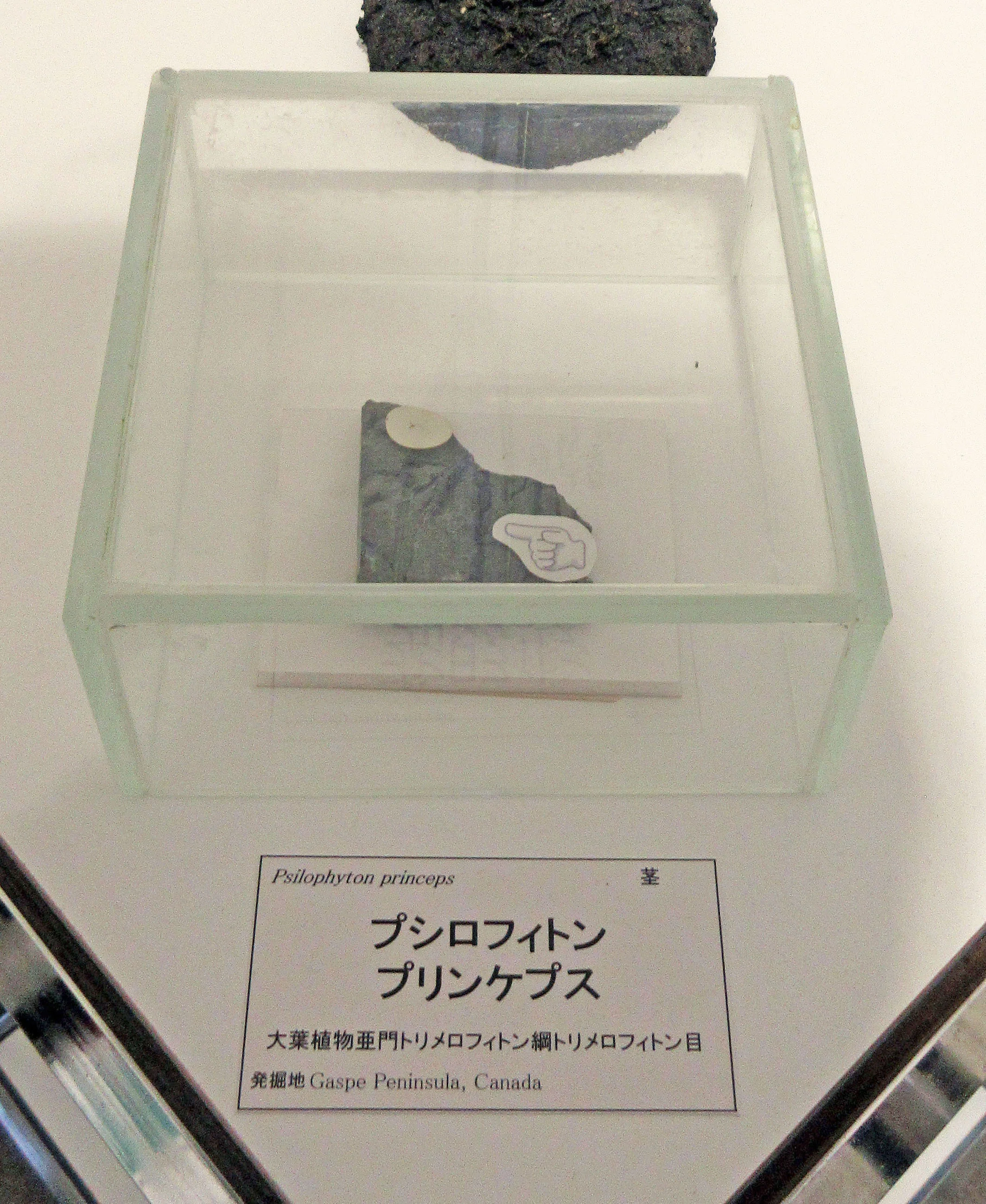 恐竜時代の植物展：特別企画展「化石のキセキ」～植物が歩んだ軌跡と