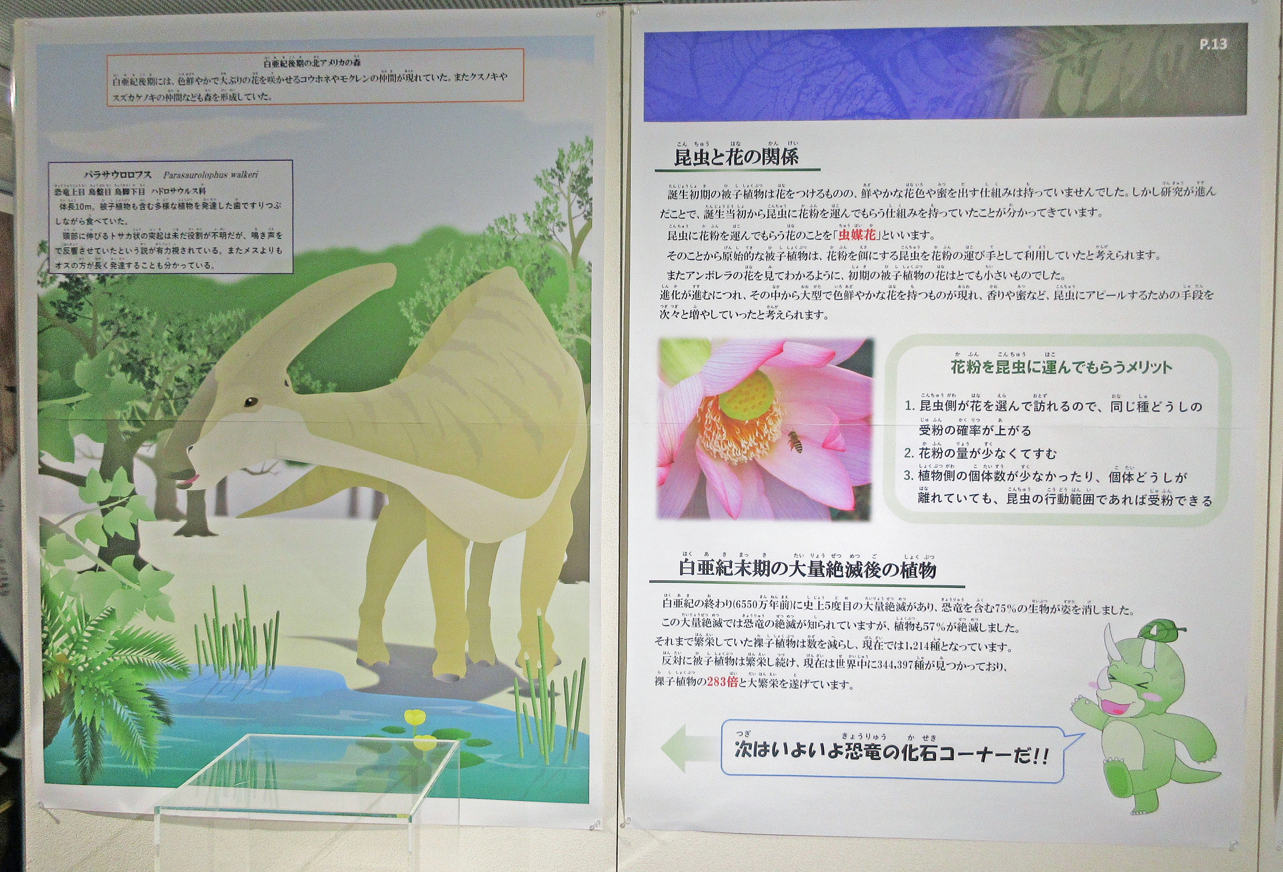 恐竜時代の植物展：特別企画展「化石のキセキ」～植物が歩んだ軌跡と