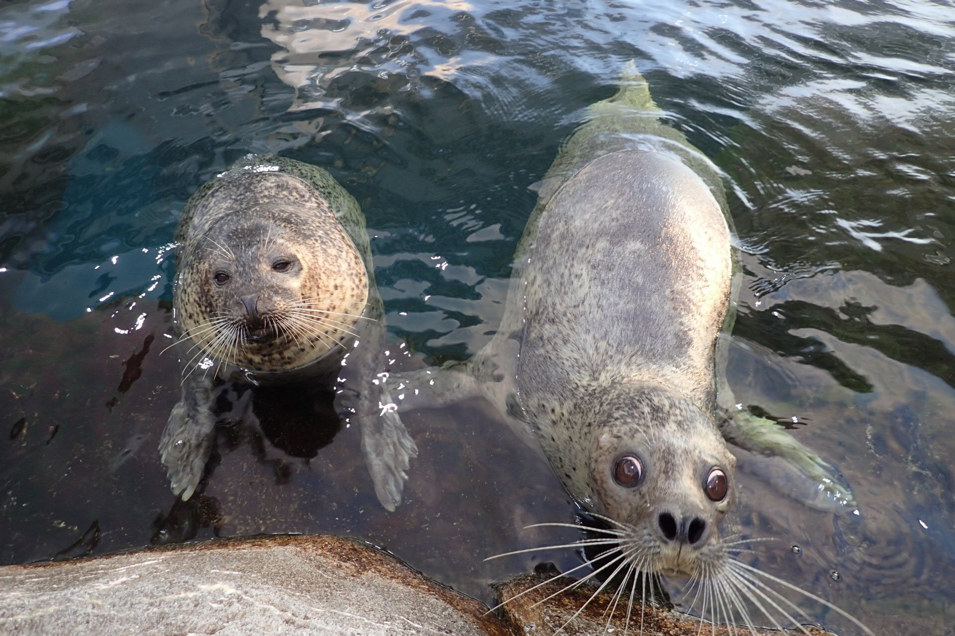 お知らせです。｜仙台うみの杜水族館