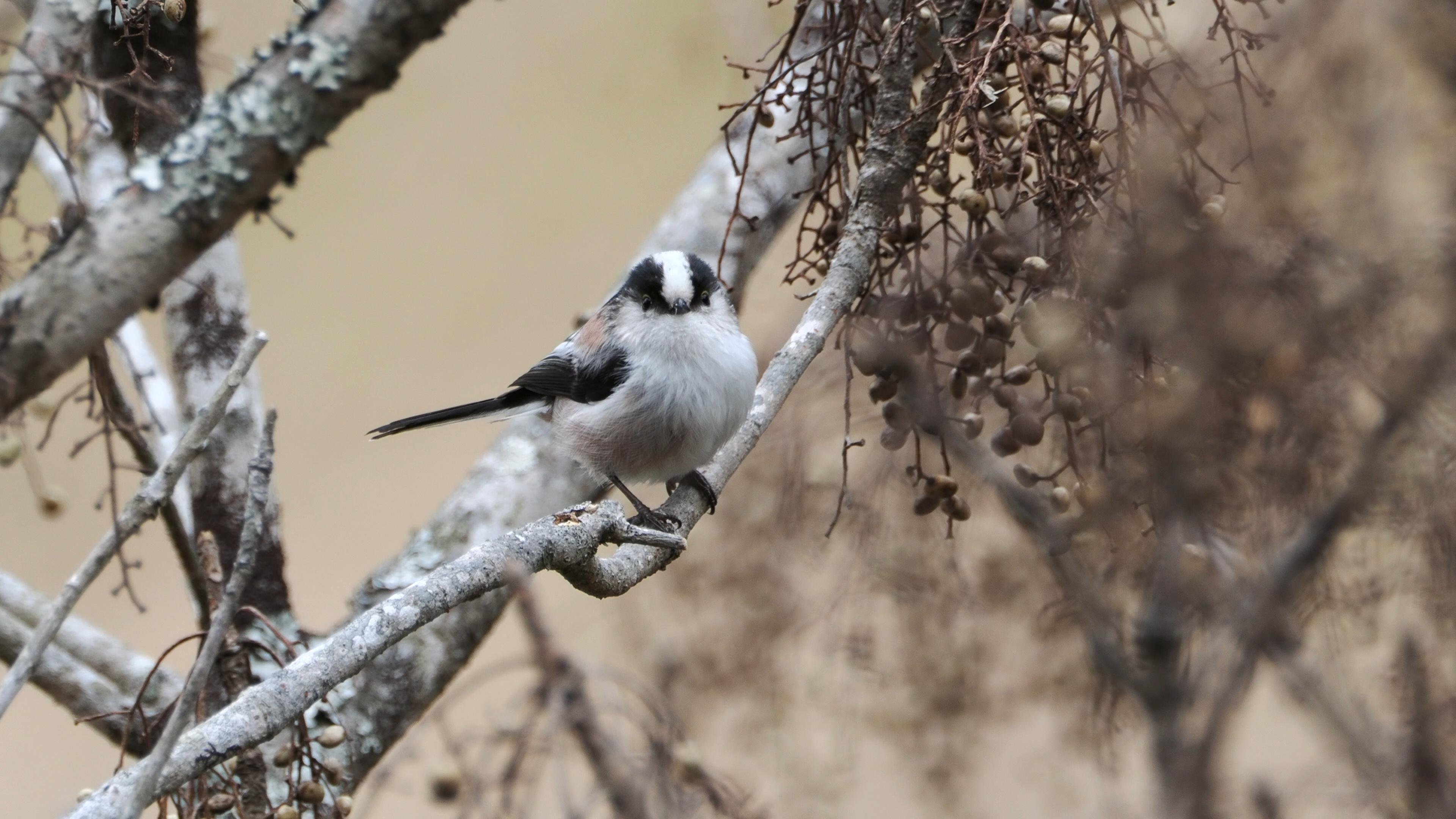 解説！鳥の鳴き声図鑑#019 ～冬に群れる小鳥たち～｜OM SYSTEM
