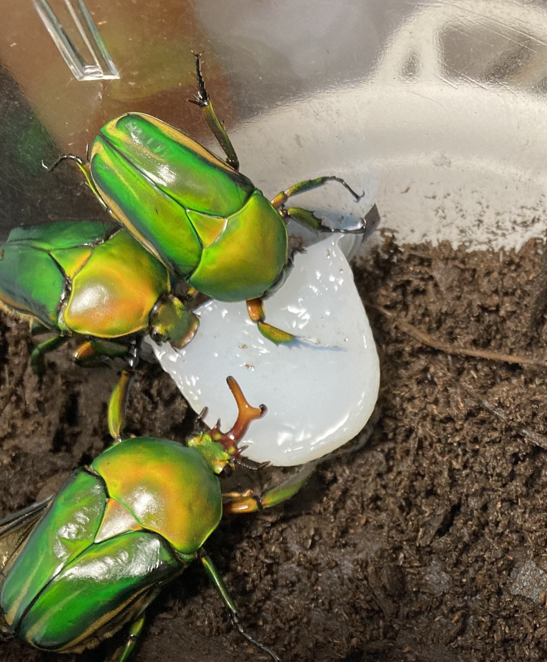 飼育日記第1話 モルガンサスマタカナブン ｜sakebunbun