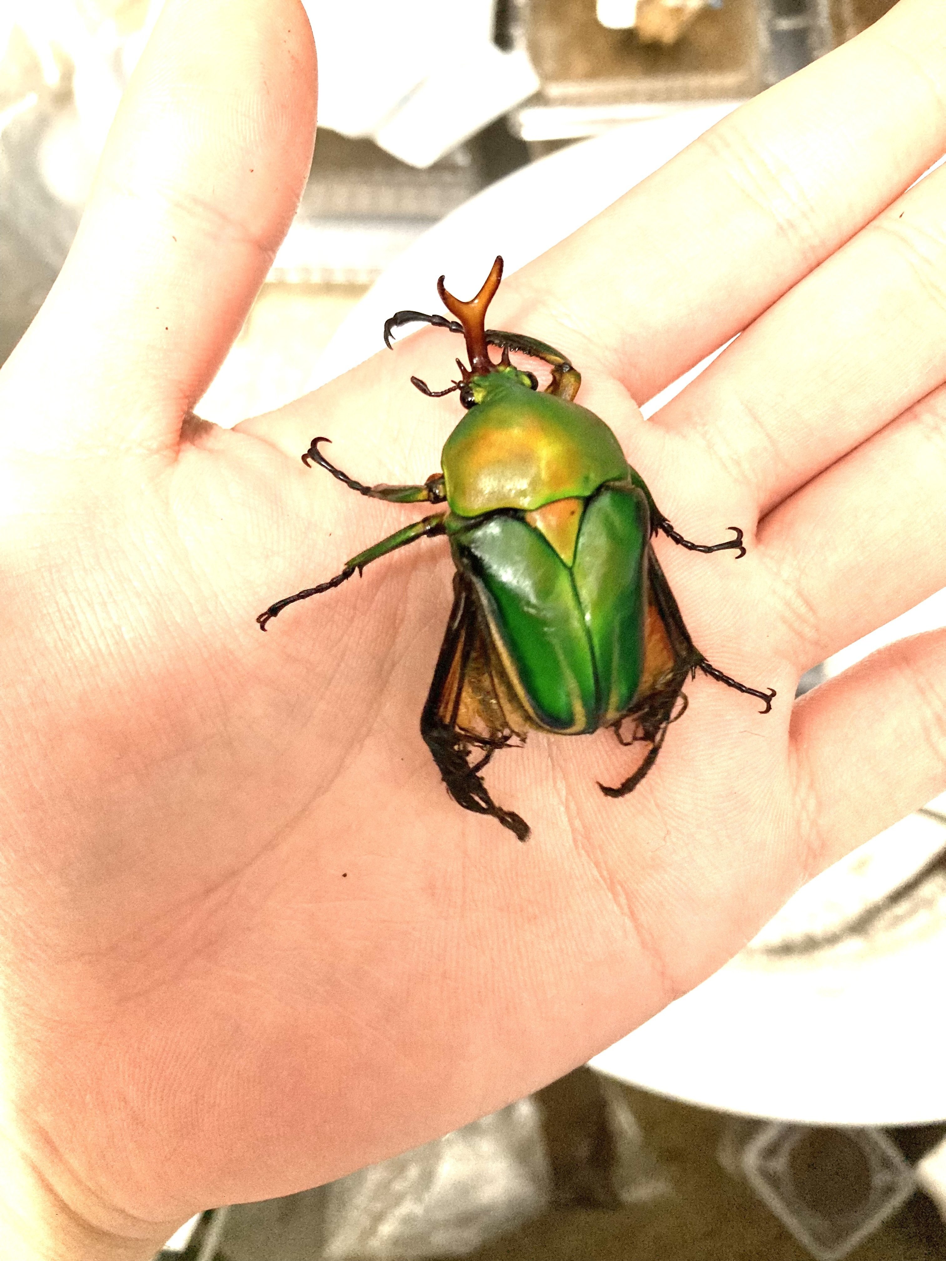 飼育日記第1話 モルガンサスマタカナブン ｜sakebunbun