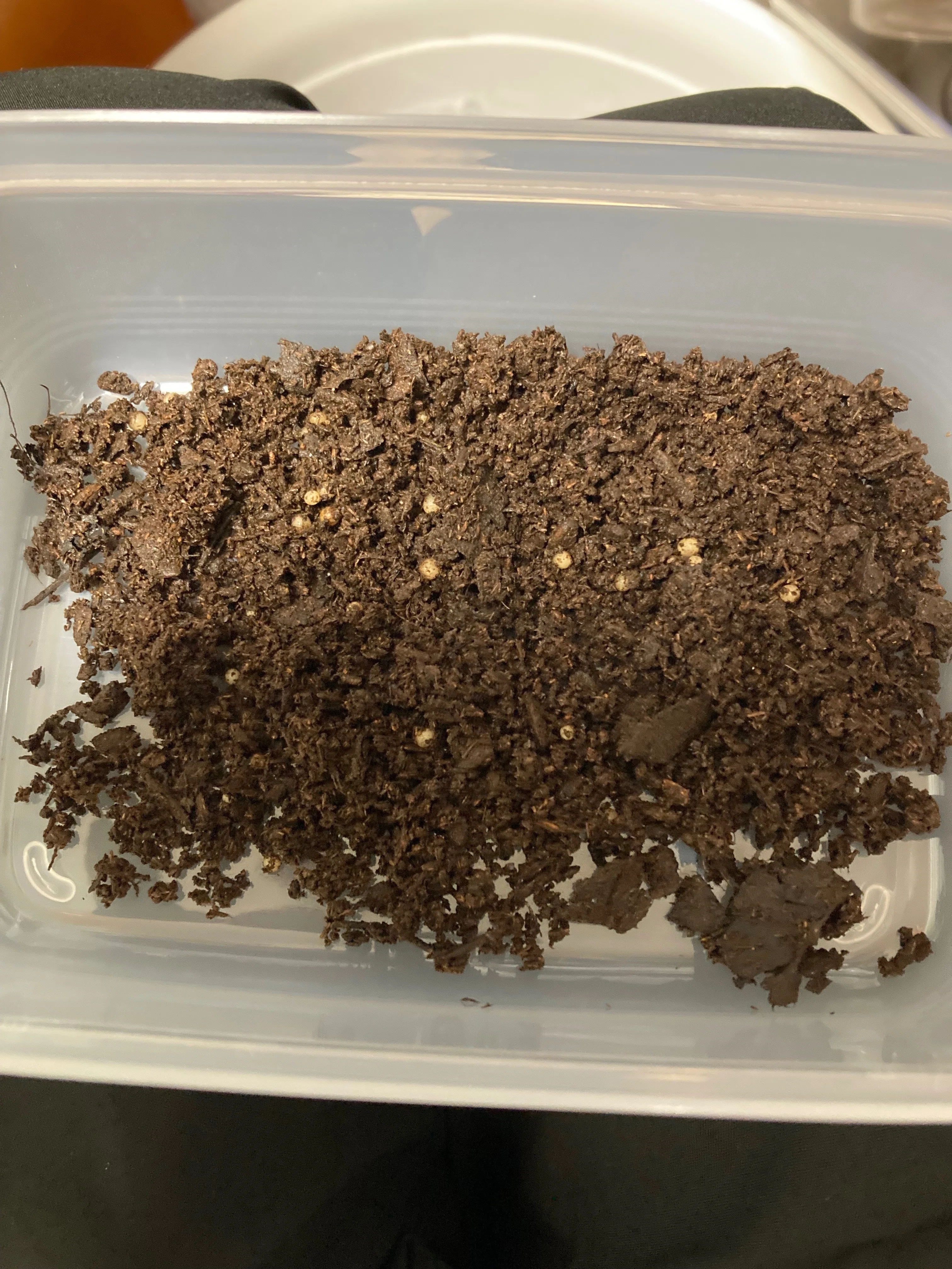 飼育日記第1話 モルガンサスマタカナブン ｜sakebunbun