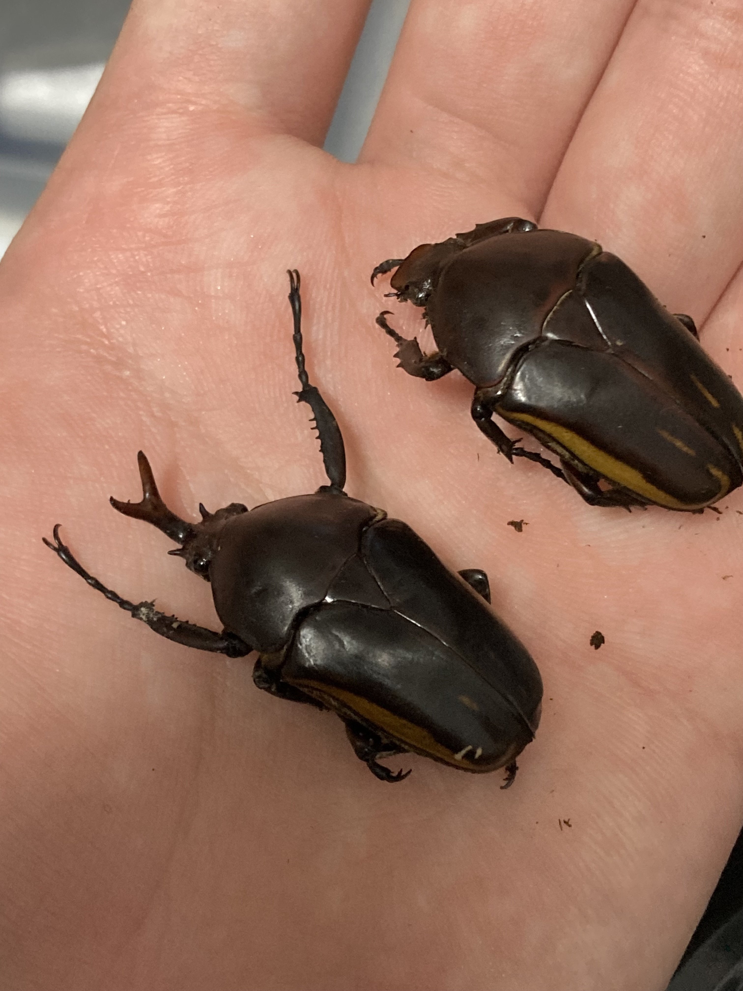 飼育日記第1話 モルガンサスマタカナブン ｜sakebunbun