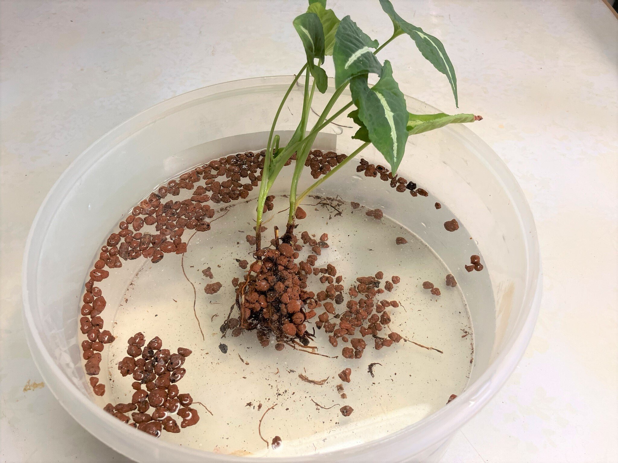シンゴニウム(観葉植物🌳)を「食器からできた土」に植えてみた シンゴニウム(観葉植物🌳)を「食器からできた土」に植えてみた