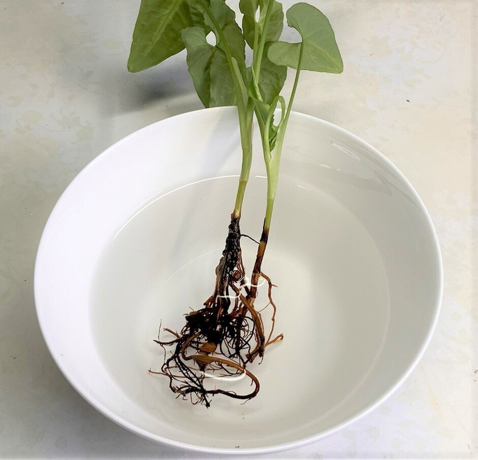シンゴニウム(観葉植物🌳)を「食器からできた土」に植えてみた シンゴニウム(観葉植物🌳)を「食器からできた土」に植えてみた