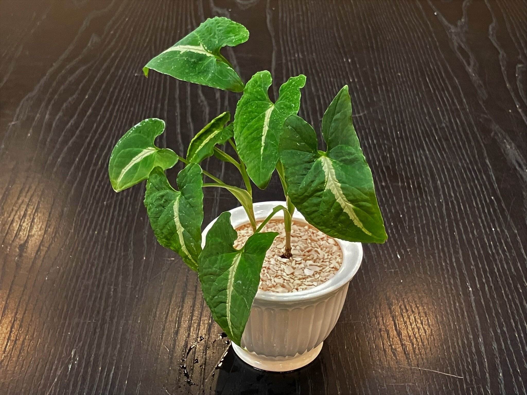 シンゴニウム（観葉植物🌳）を「食器からできた土」に植えてみた