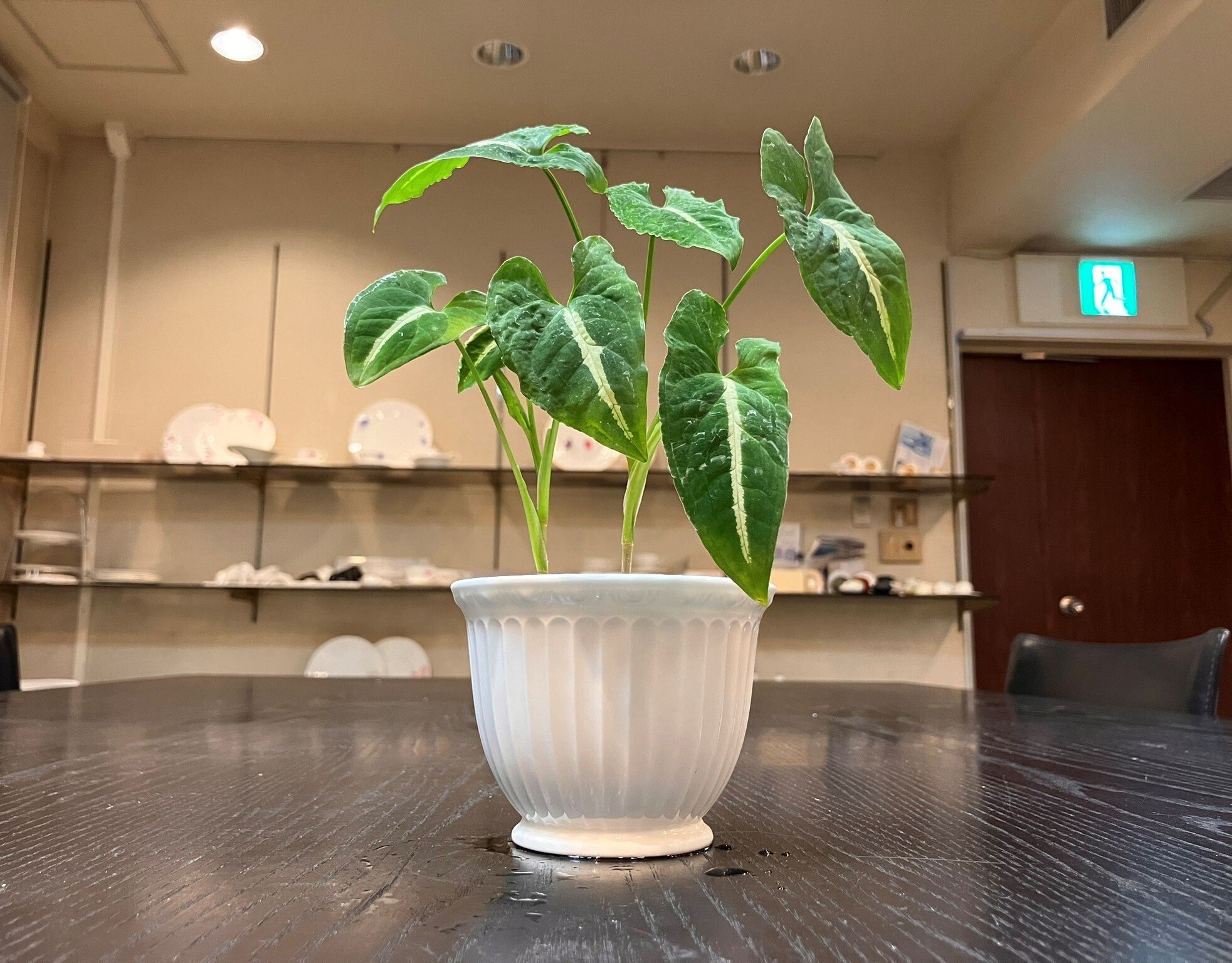 シンゴニウム（観葉植物🌳）を「食器からできた土」に植えてみた