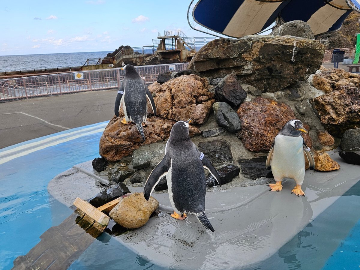 【2024最新】SNSで話題・人気の商品のおすすめアイテム The 古代の巨大水鳥④巨大ペンギン｜美原さつき Universe Lost その他