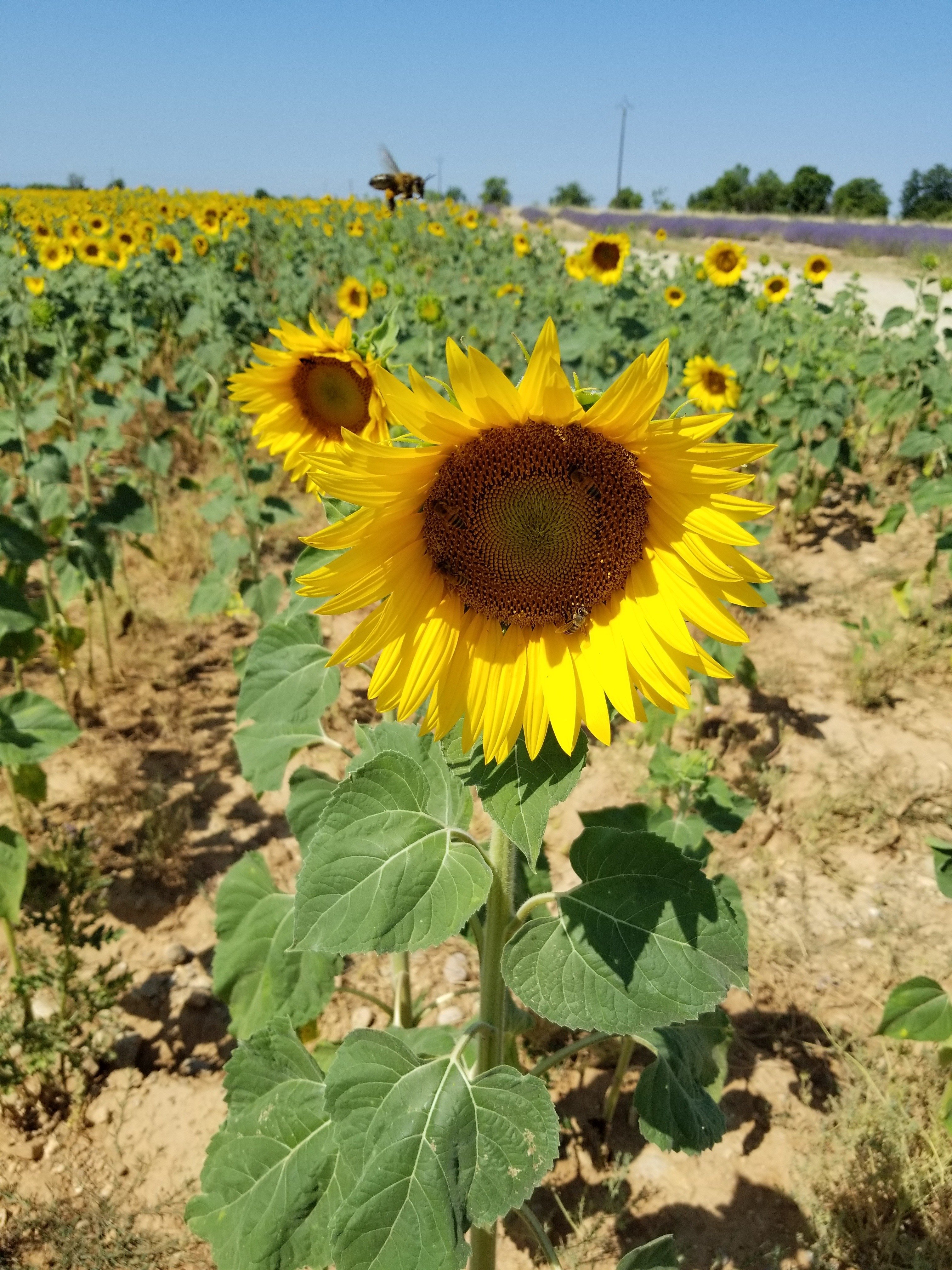🇫🇷ゴッホが見た「ひまわり」、ゴッホが描いた「ひまわり」＜フランス