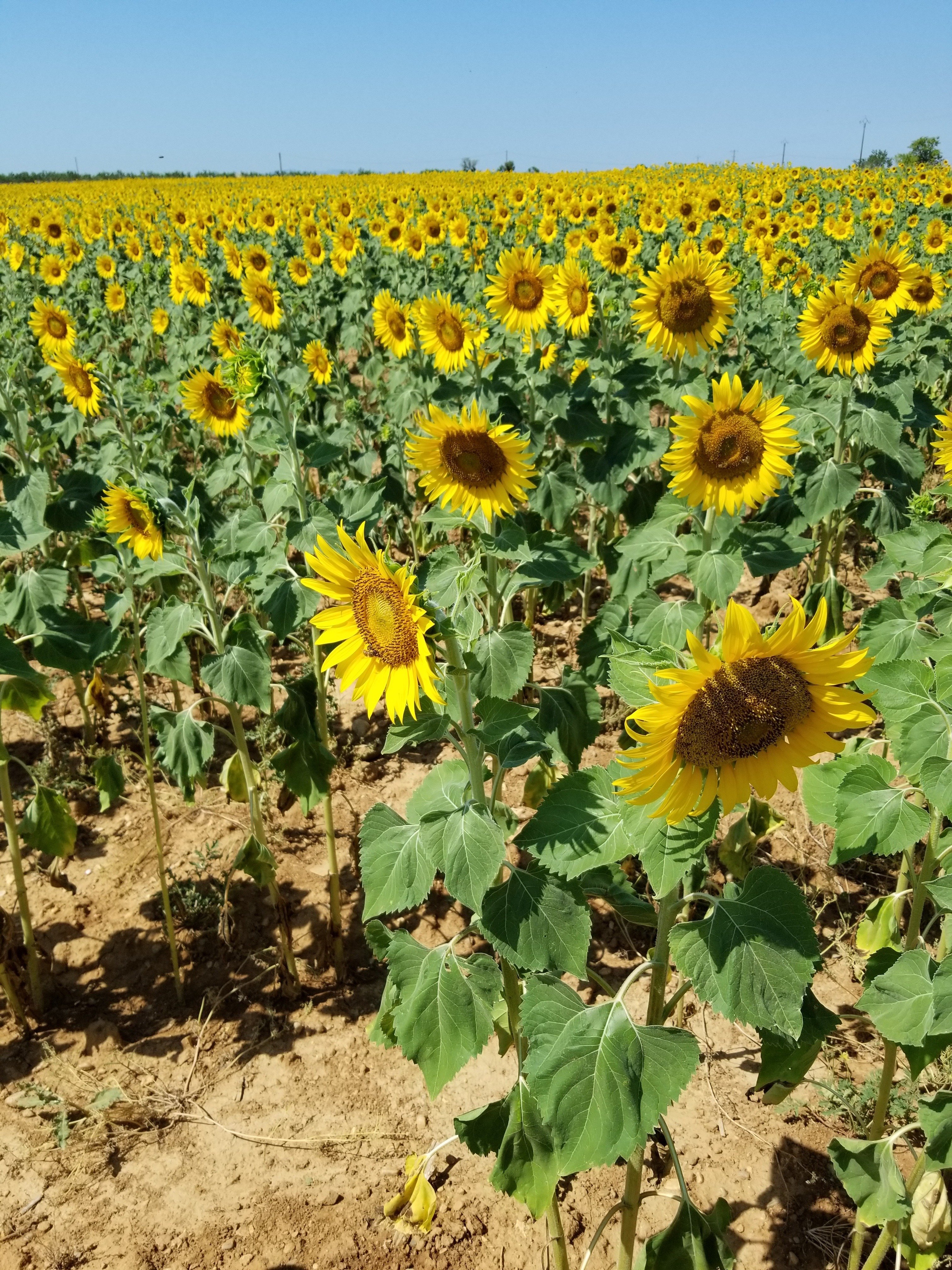 🇫🇷ゴッホが見た「ひまわり」、ゴッホが描いた「ひまわり」＜フランス