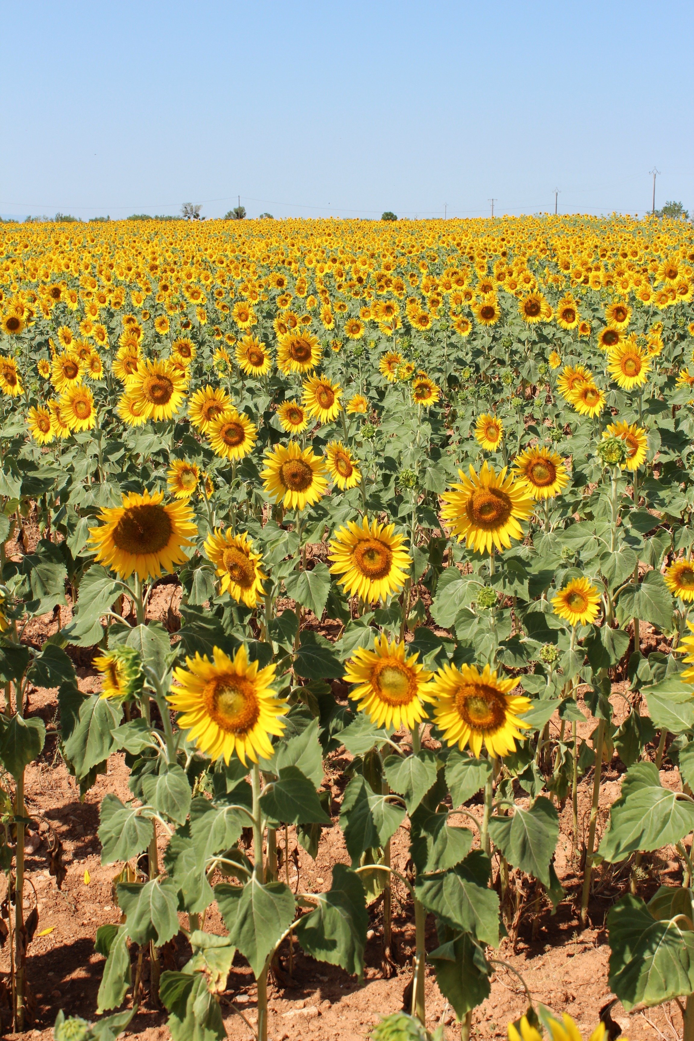 🇫🇷ゴッホが見た「ひまわり」、ゴッホが描いた「ひまわり」＜フランス