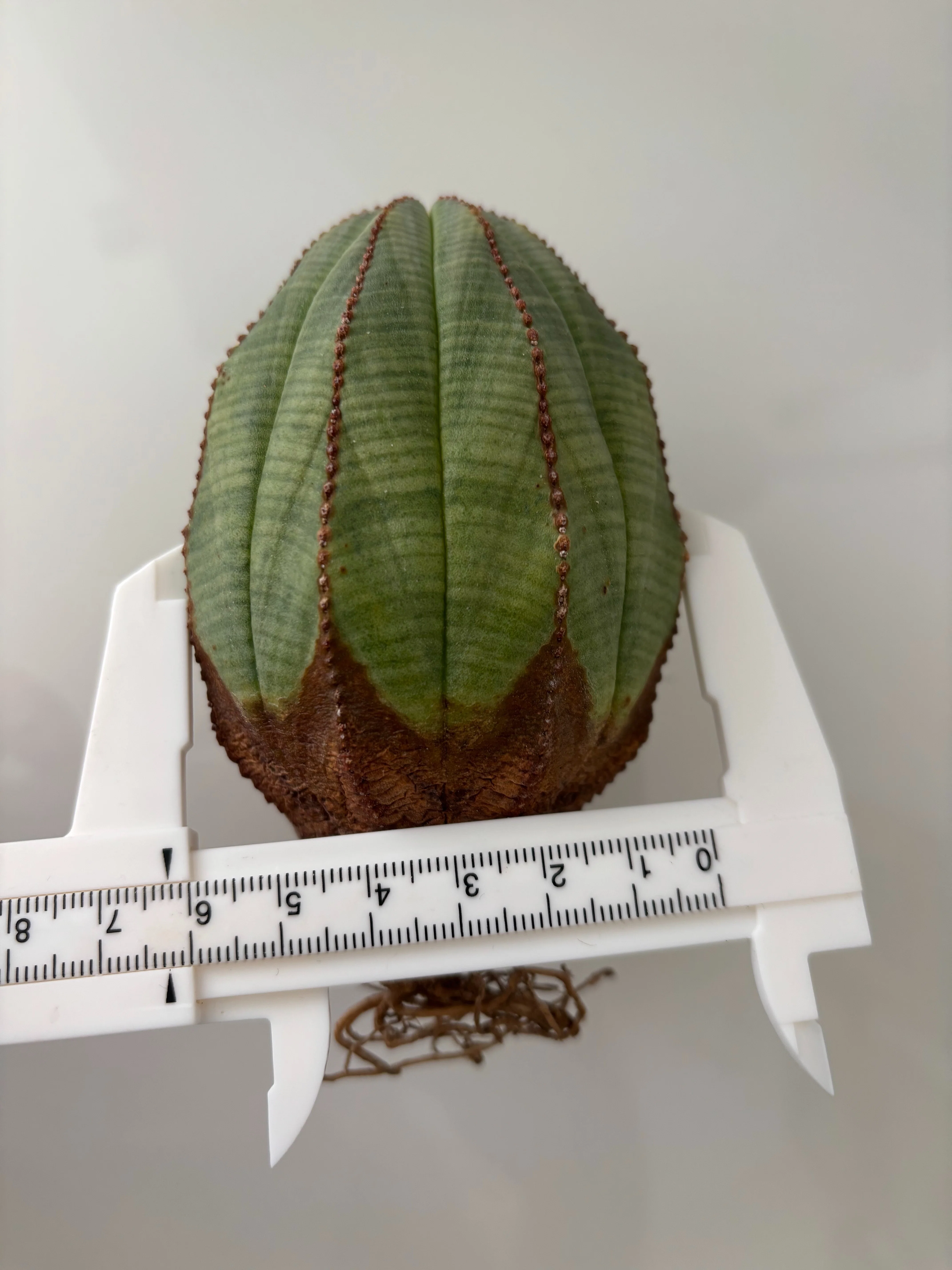 オベサ　木目強め 記録]オベサ11の成長記録（初発根管理）｜園芸バタフライ