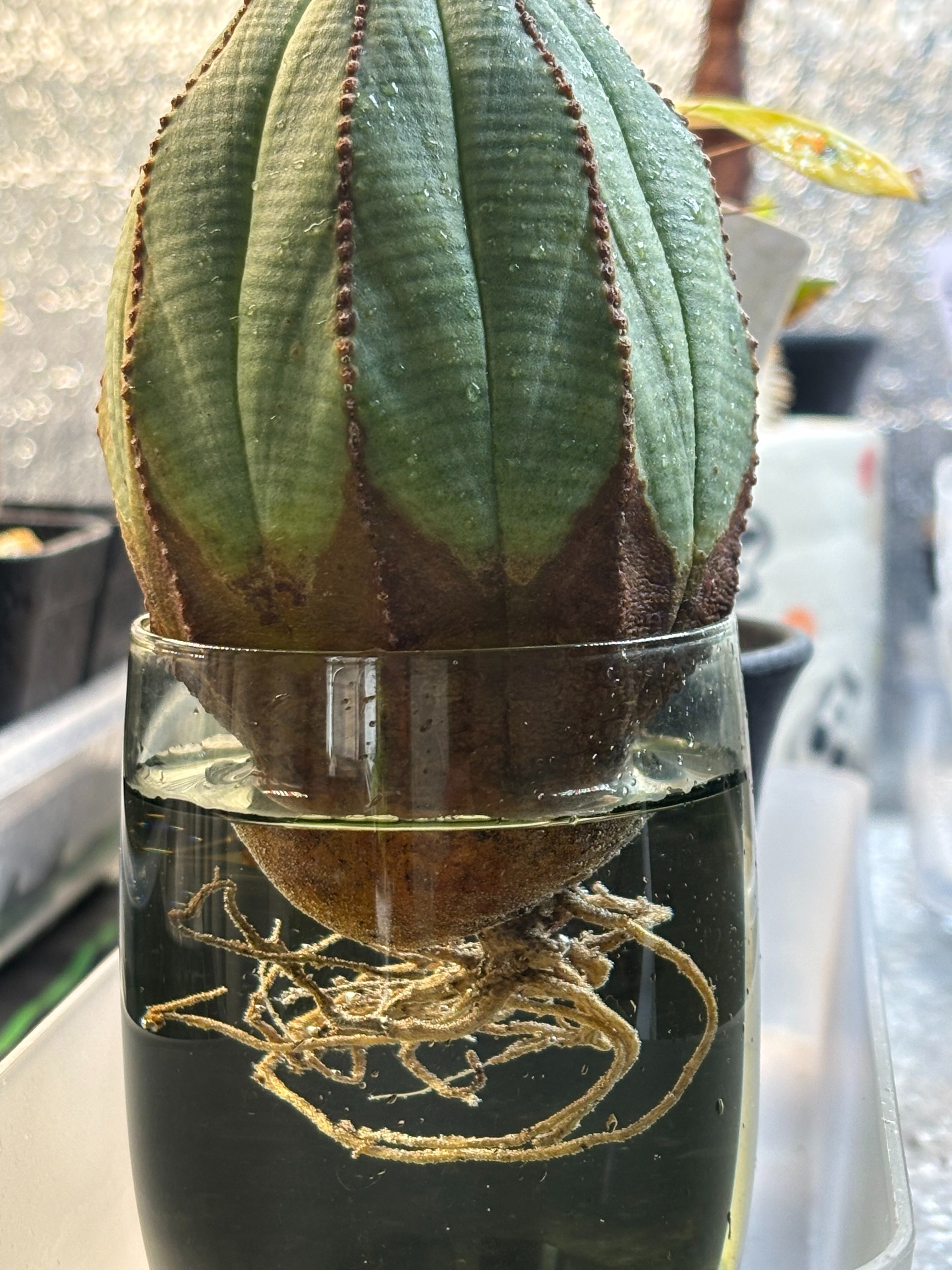 記録]オベサ11の成長記録（初発根管理）｜園芸バタフライ