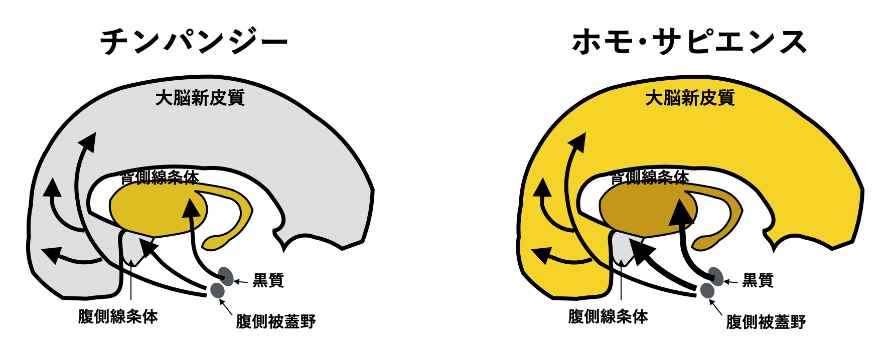 新生理科学大系 12 高次脳機能の生理学 本