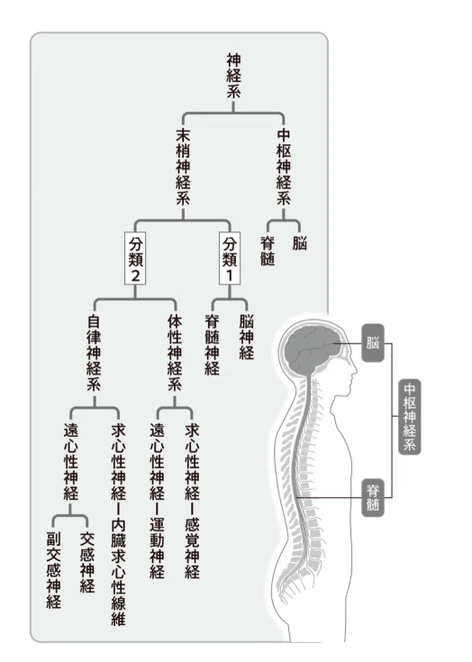 神経系の分類図。自律神経が末梢神経系の遠心性神経に位置づくことを示す