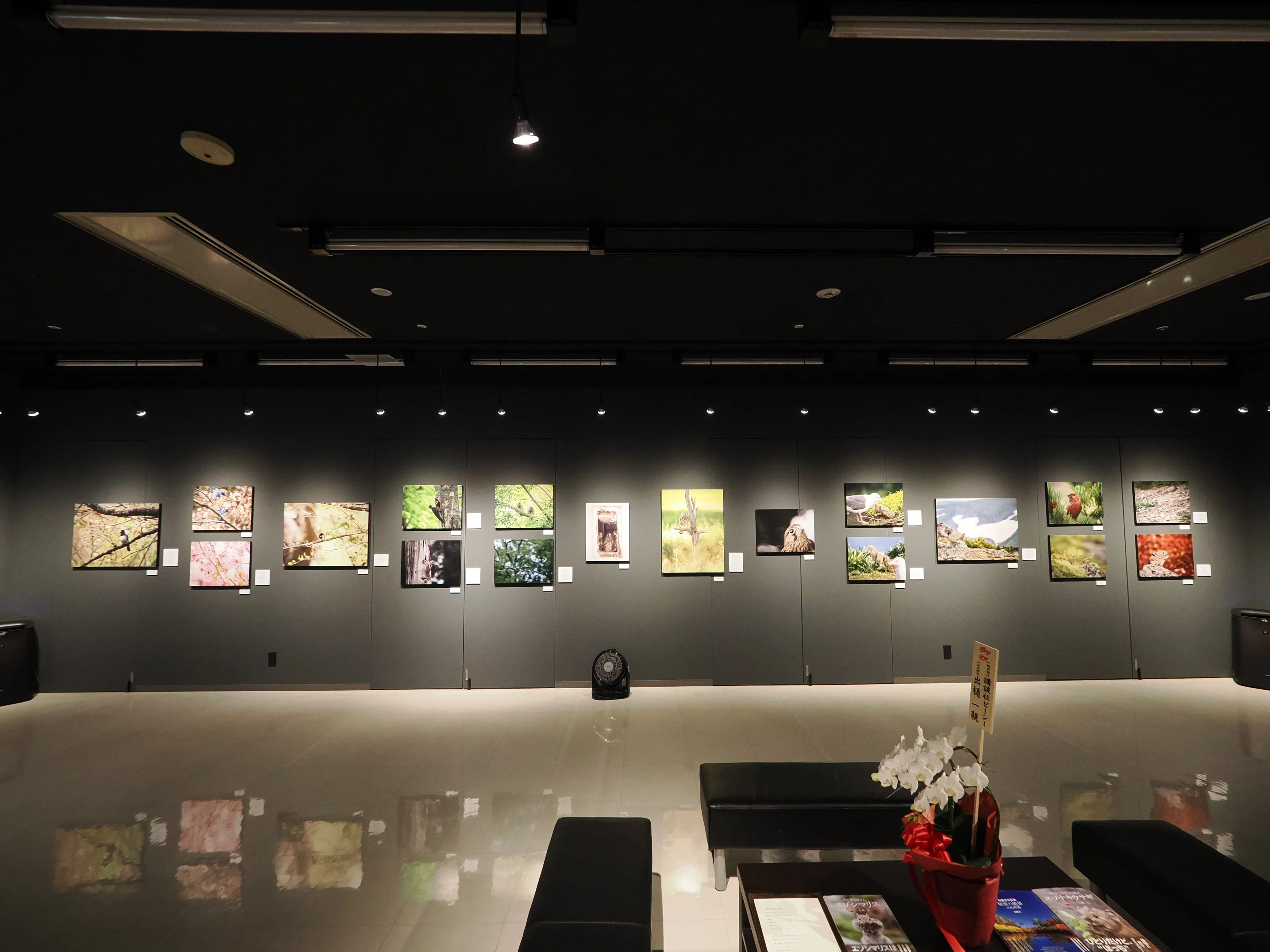 鳥を追いかけた1年。佐藤圭写真展『鳥影～北海道、野鳥たちの楽園
