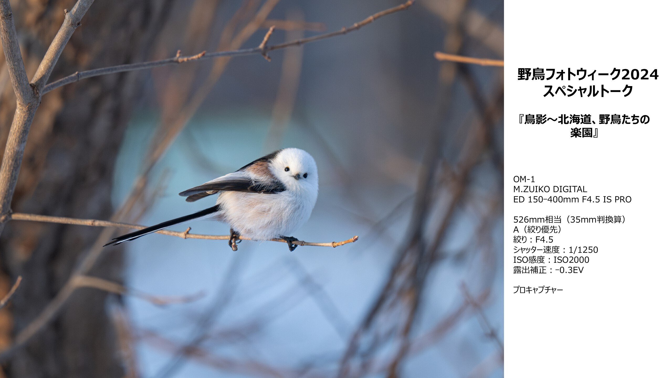 鳥を追いかけた1年。佐藤圭写真展『鳥影～北海道、野鳥たちの