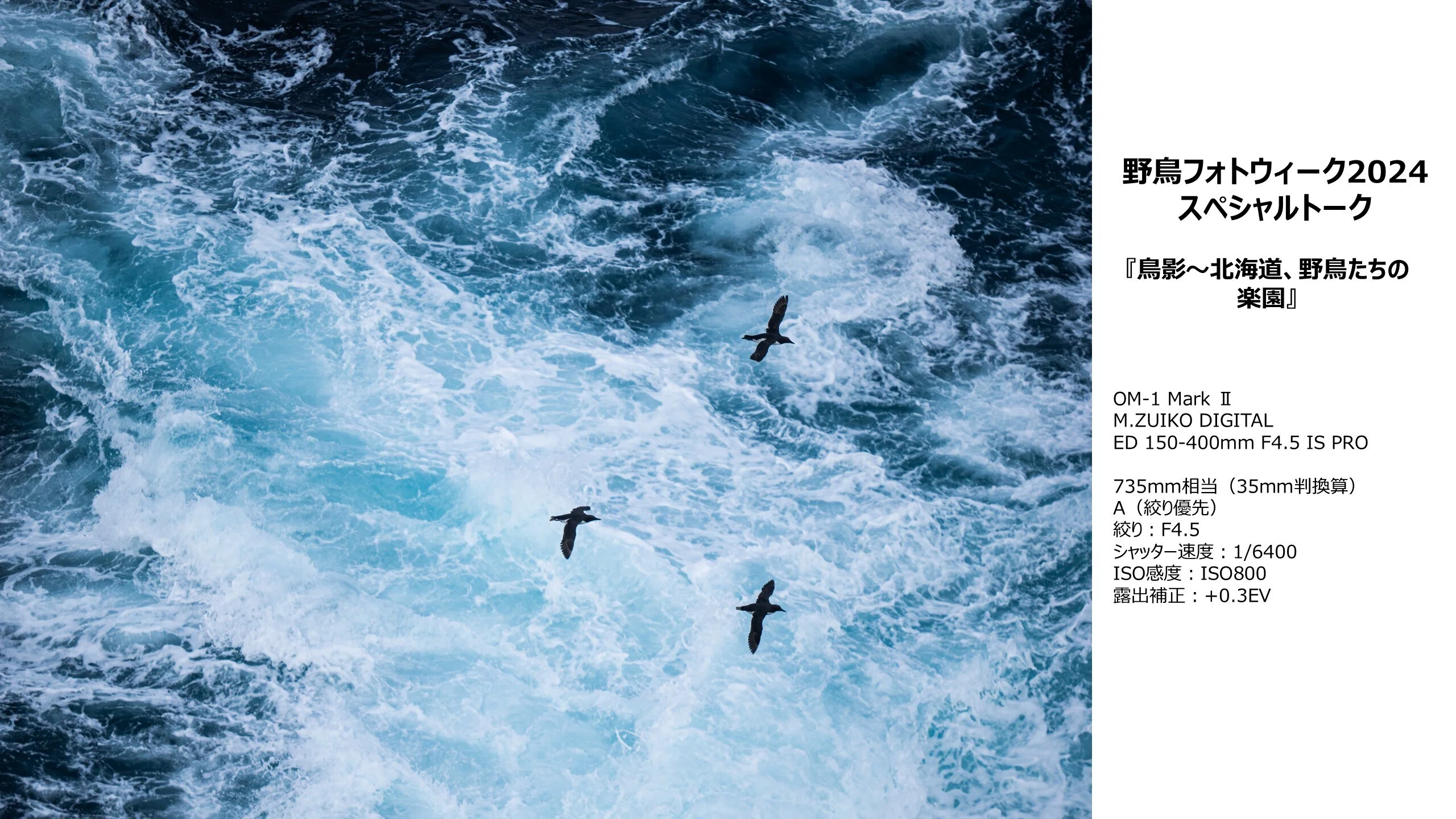 鳥を追いかけた1年。佐藤圭写真展『鳥影～北海道、野鳥たちの楽園
