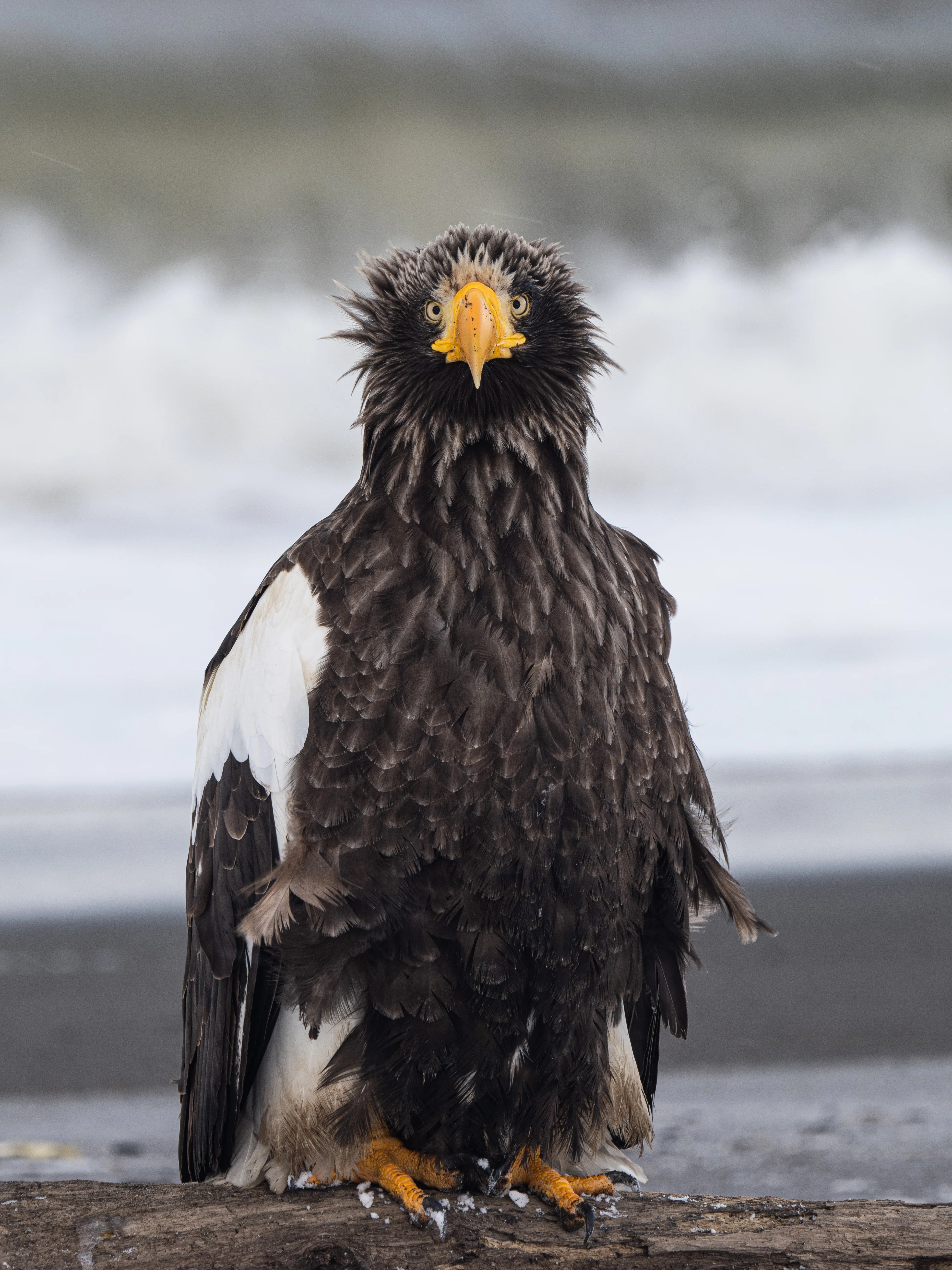 鳥を追いかけた1年。佐藤圭写真展『鳥影～北海道、野鳥たちの楽園