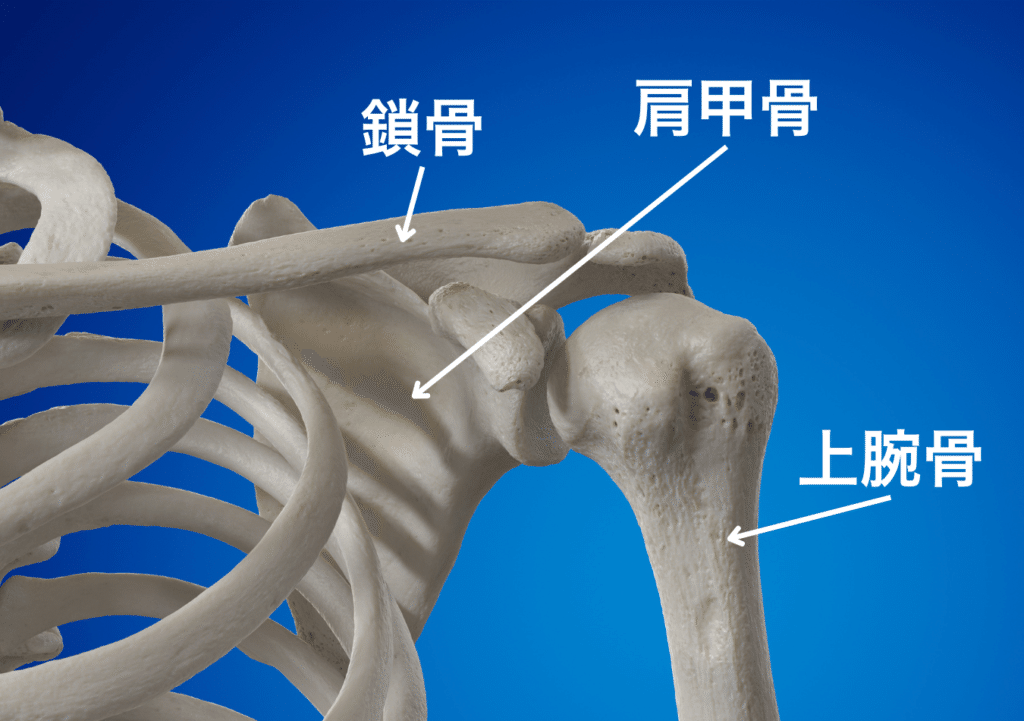 いま人気のアイテム 野球肩の原因はこれ】投球を続けると何が原因で肩痛になるのか 趣味+実用