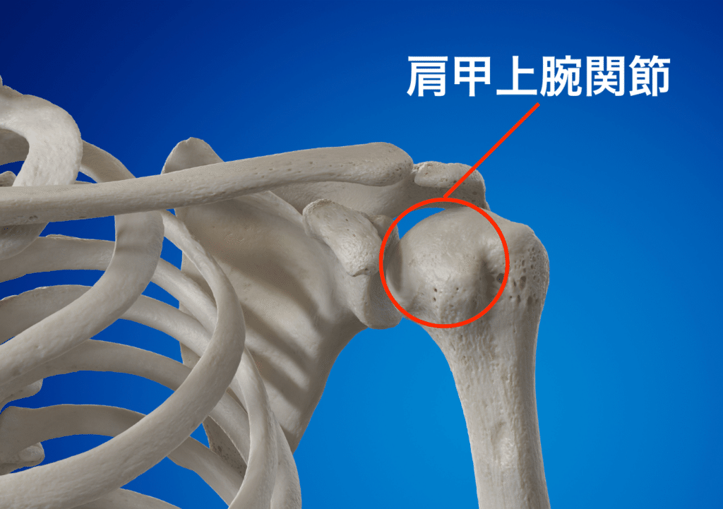 なぜ投球障害肩が起きるのか？【全４巻】ME195-S 肩の投球障害予防 ちょっと難しいけど知っておきたい知識 | 野球