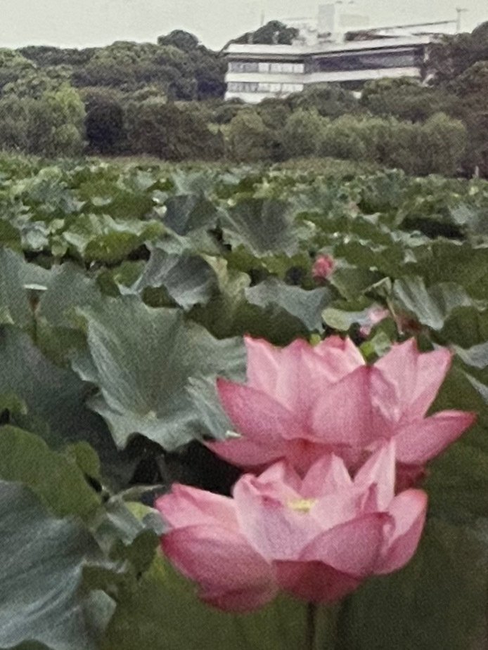 上野「モネ展」の睡蓮と不忍池の「蓮」、最後はスイーツで締める