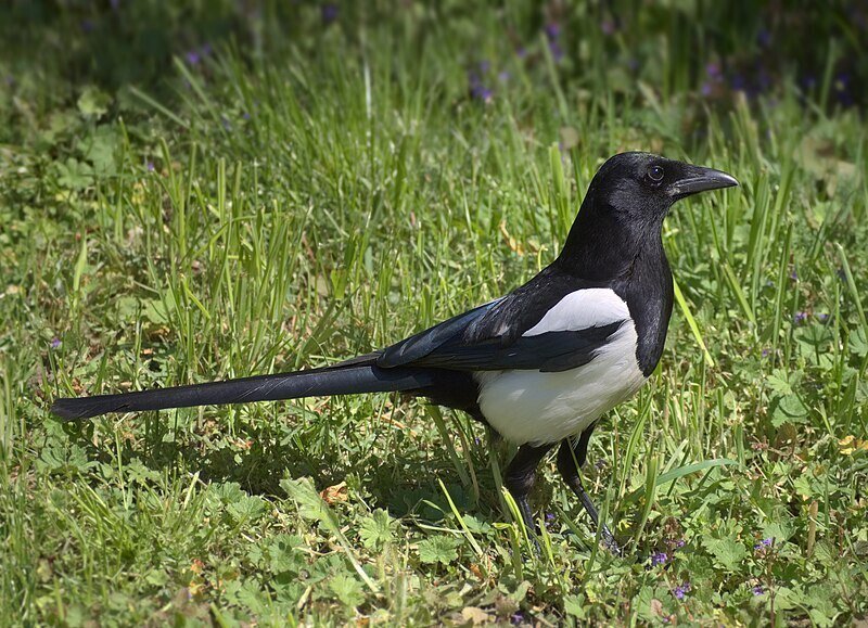 SIVGA Que 新品未開封 □SIVGA Que 紹介｜イヤホンジャックと豆🐒@ポタオデ