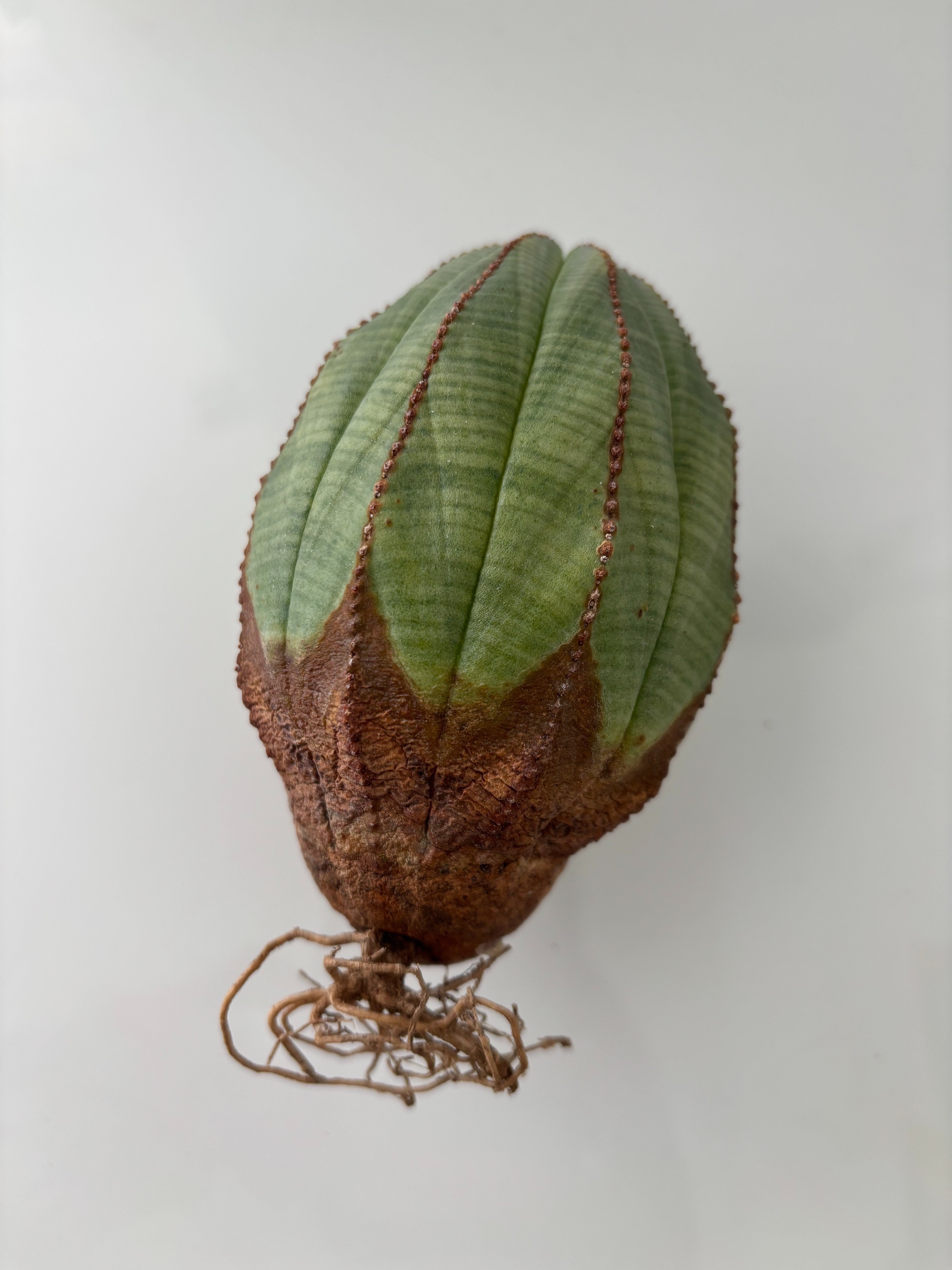 オベサの傷の治療と発根管理を同時にやっちゃうの巻｜園芸バタフライ