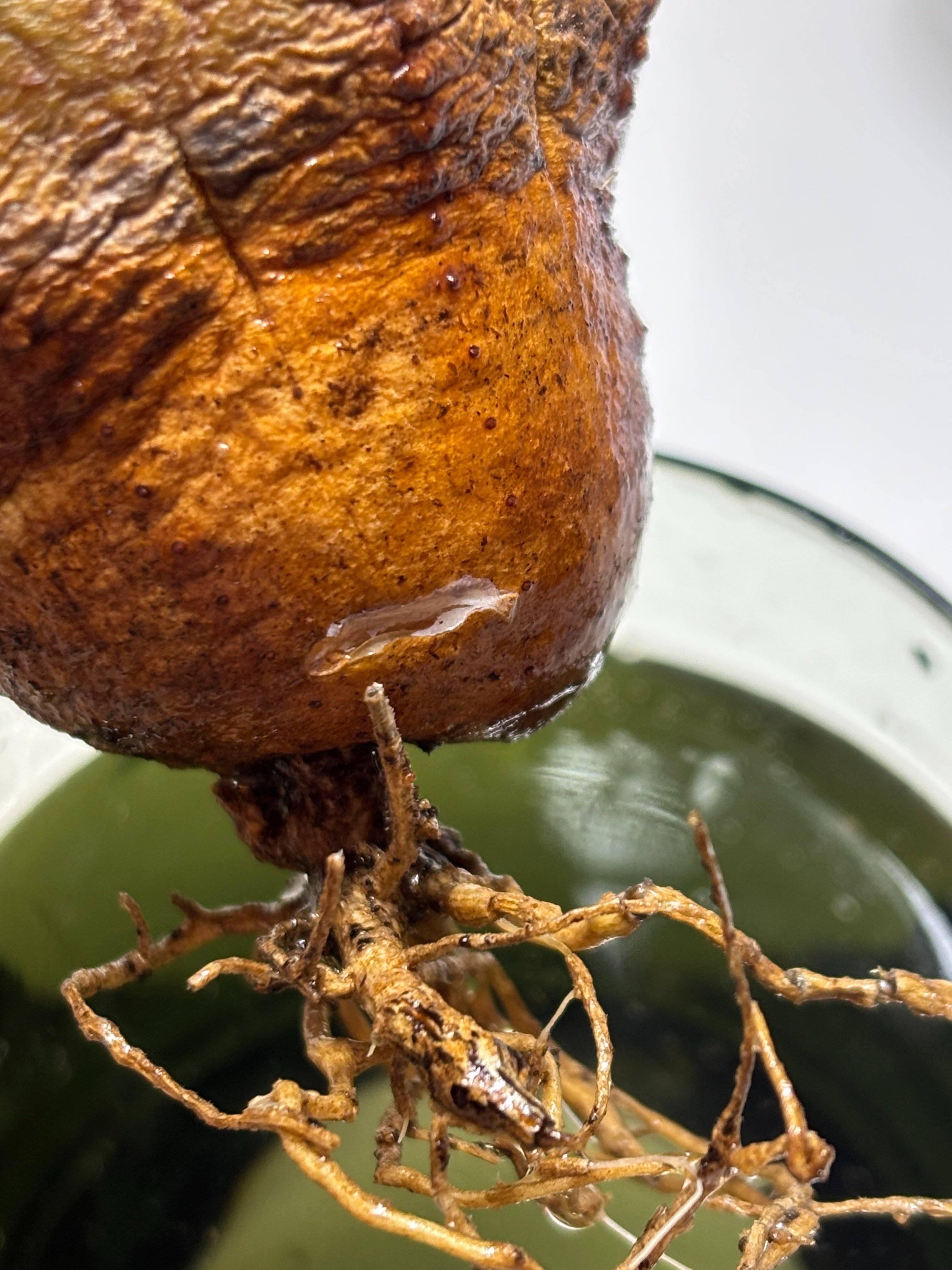 オベサの傷の治療と発根管理を同時にやっちゃうの巻｜園芸バタフライ