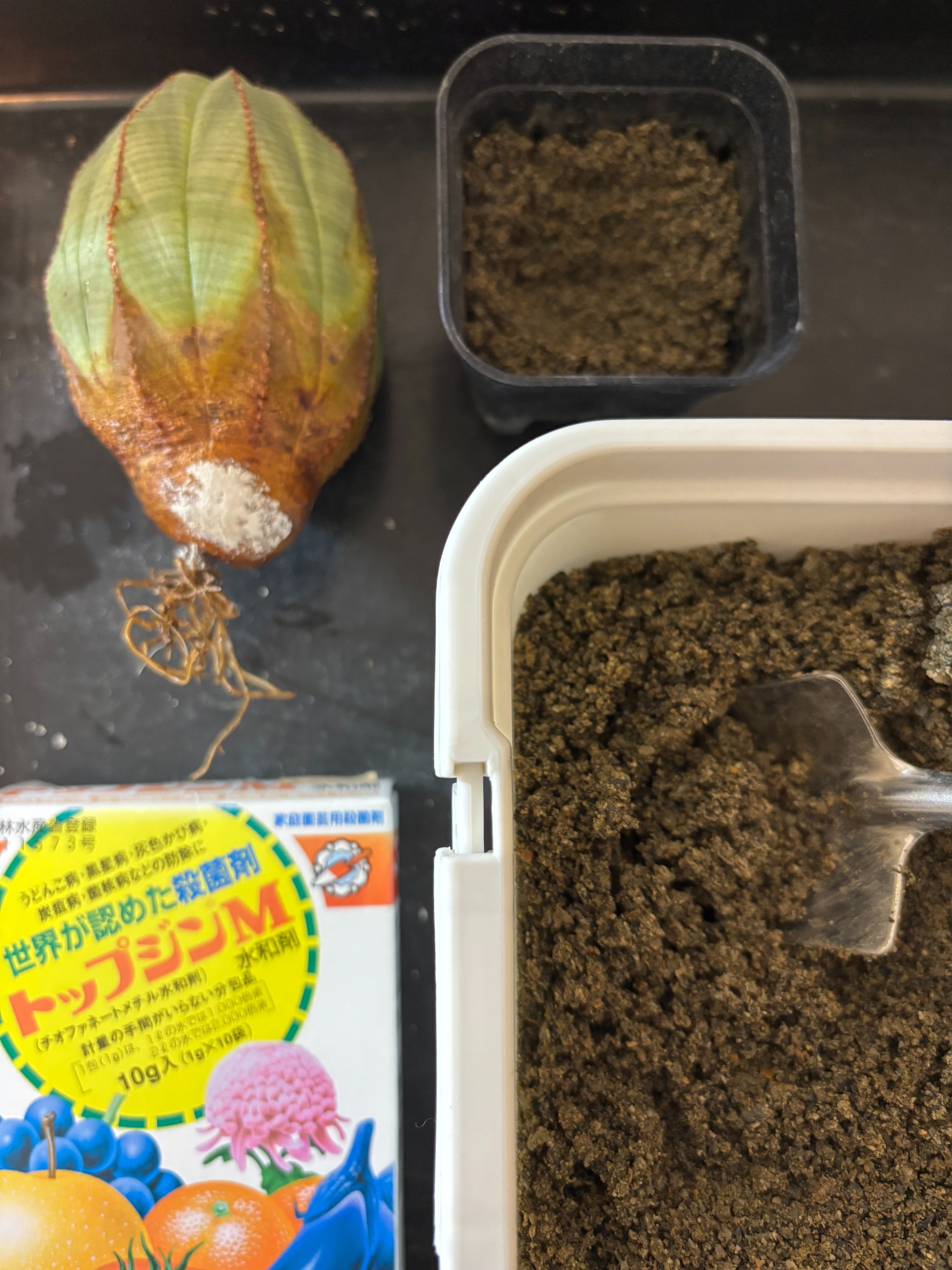 【良株】亀甲オベサ　発根済み 良株 亀甲オベサ 発根済み や*ん様 【発根済み！特選株