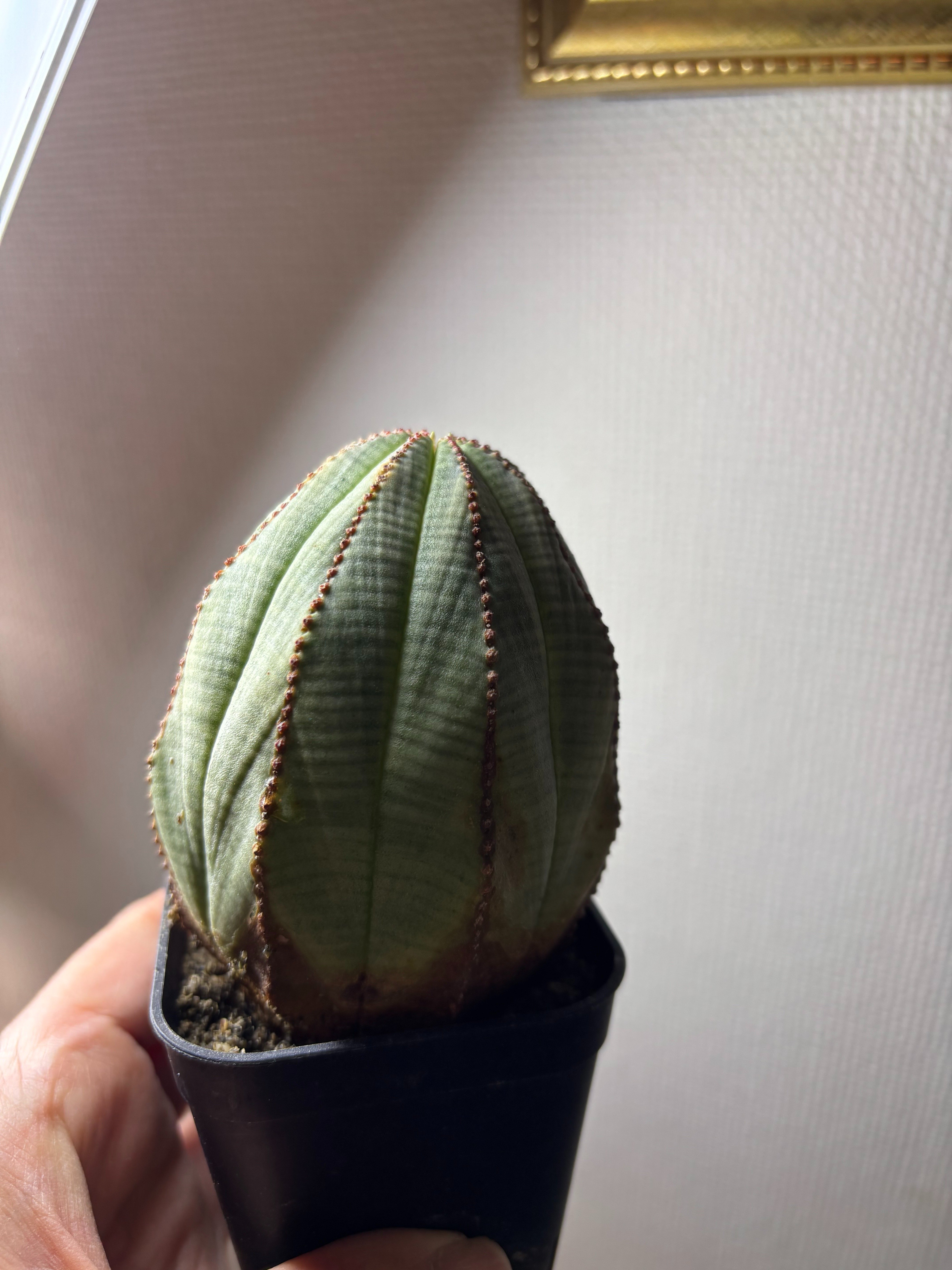 オベサの傷の治療と発根管理を同時にやっちゃうの巻｜園芸バタフライ