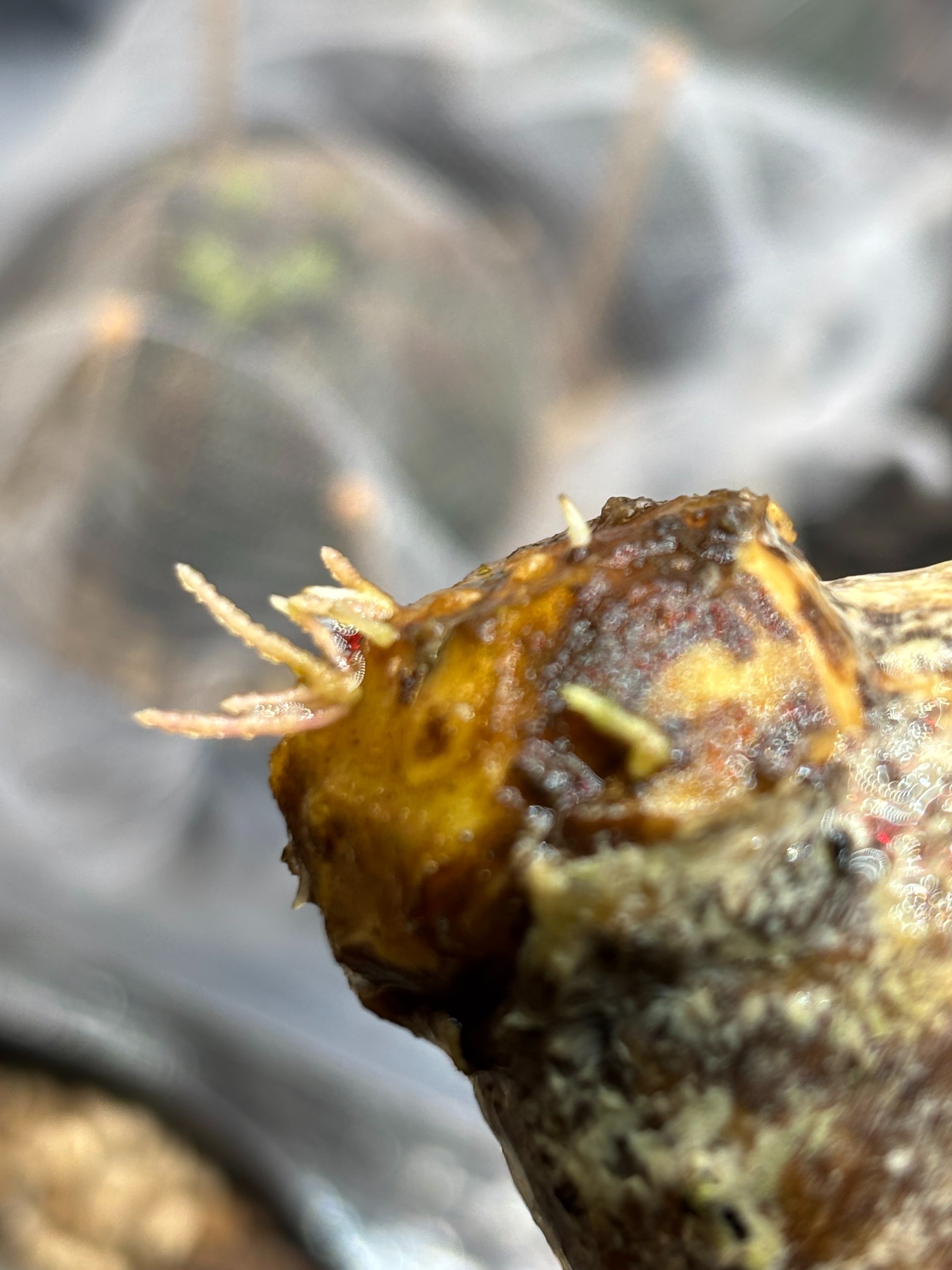 発根管理成功（グラキリス編）｜園芸バタフライ